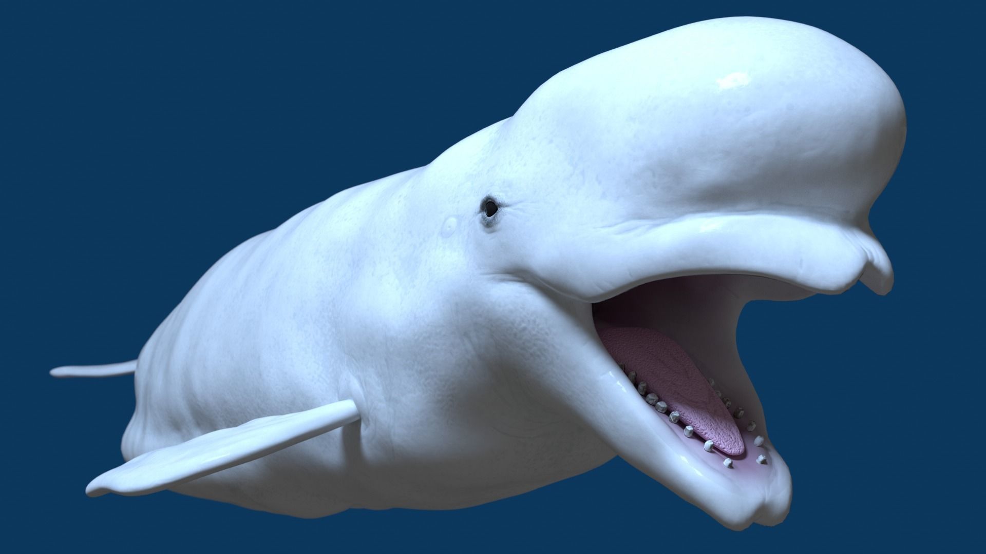 Beluga Whale 3D Model Demo - Rigged - PBR Low-poly 3D model_2