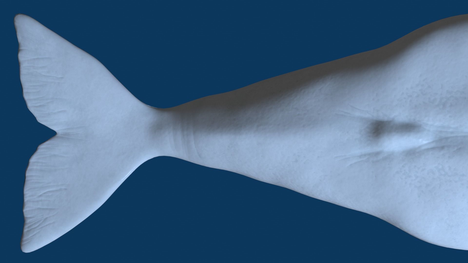 Beluga Whale 3D Model Demo - Rigged - PBR Low-poly 3D model_6