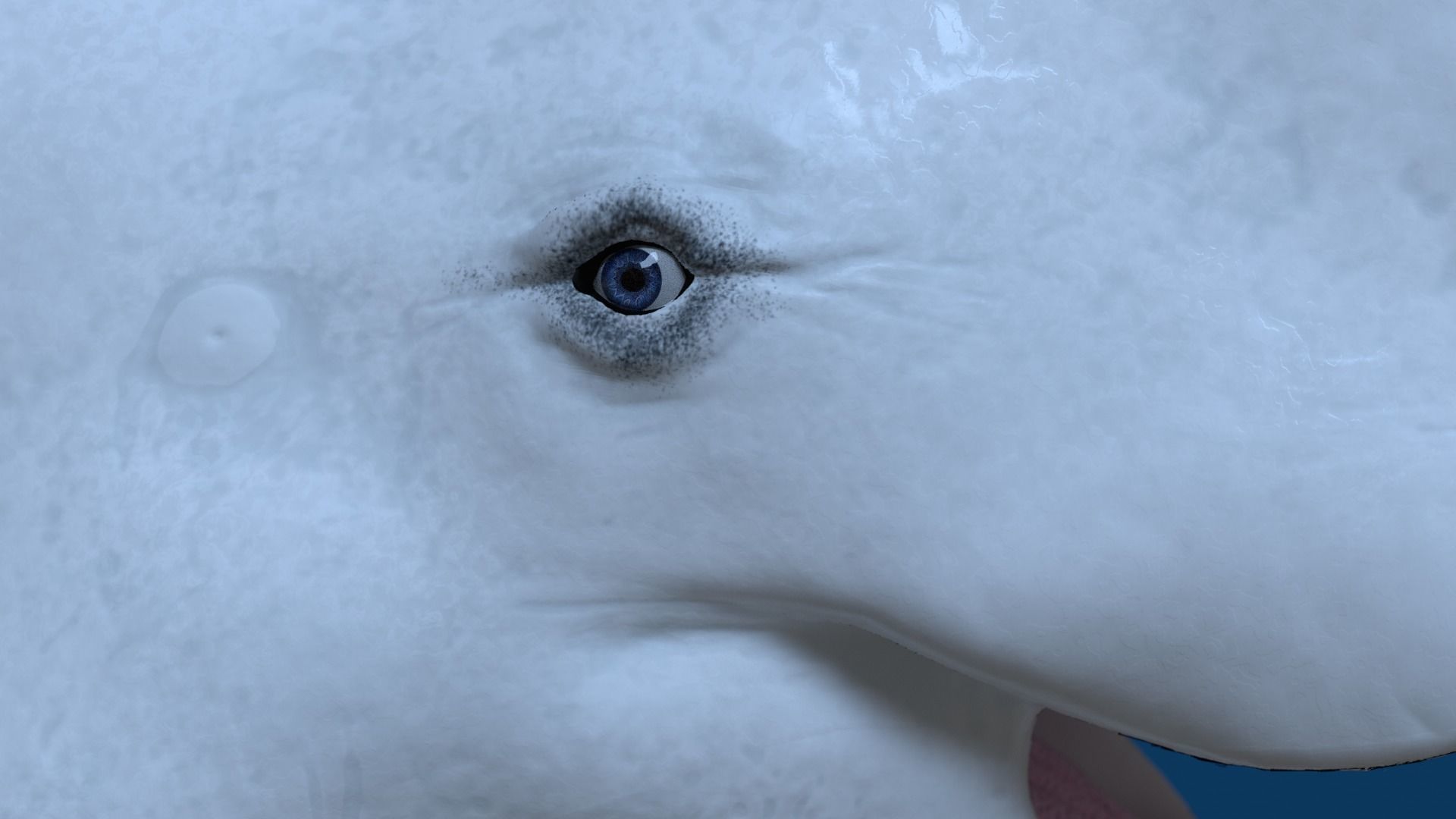 Beluga Whale 3D Model Demo - Rigged - PBR Low-poly 3D model_11