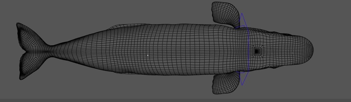 Beluga Whale 3D Model Demo - Rigged - PBR Low-poly 3D model_14