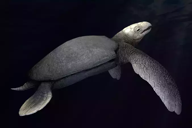 Archelon Asset Pack Low-poly 3D model