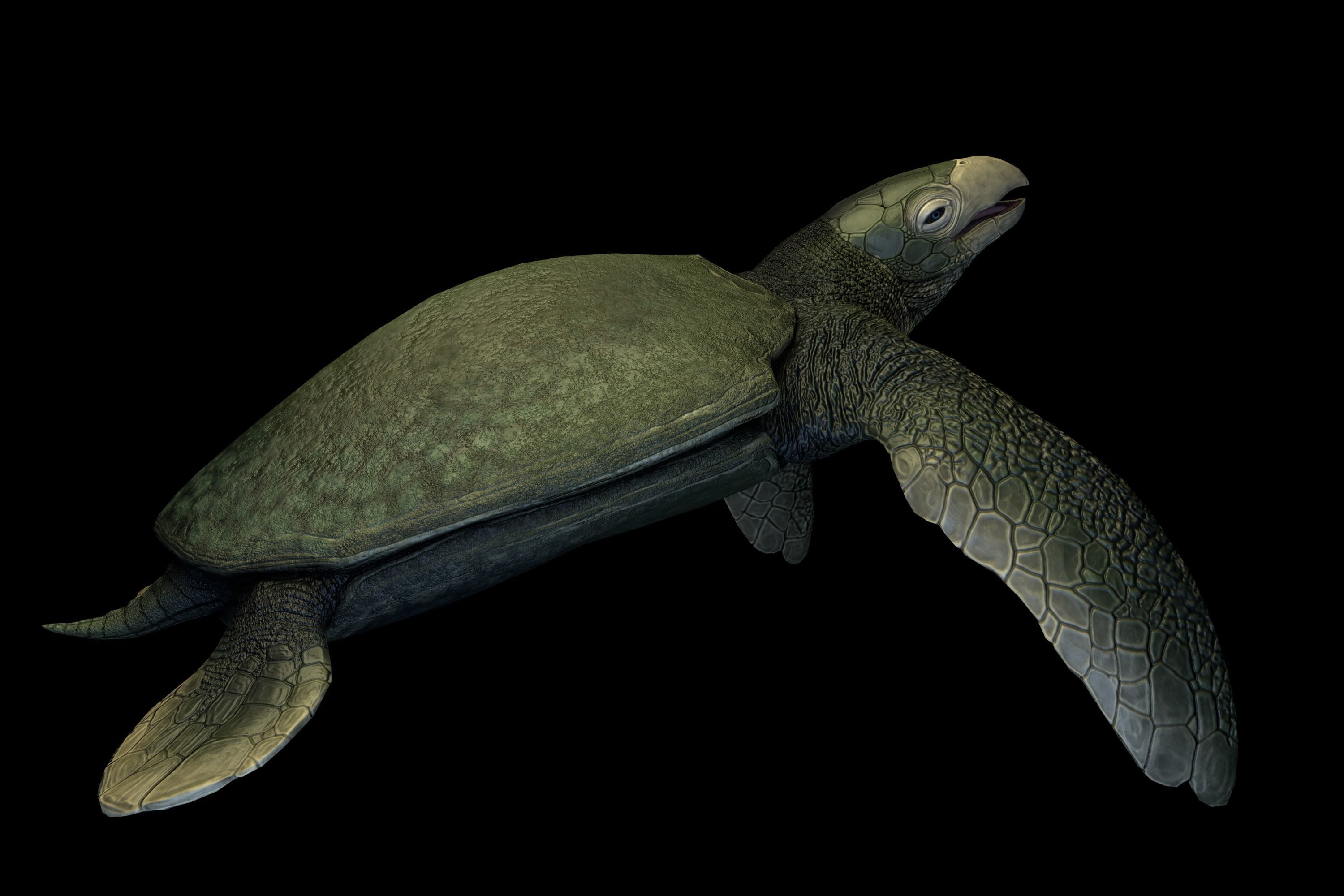 Archelon Asset Pack Low-poly 3D model_3