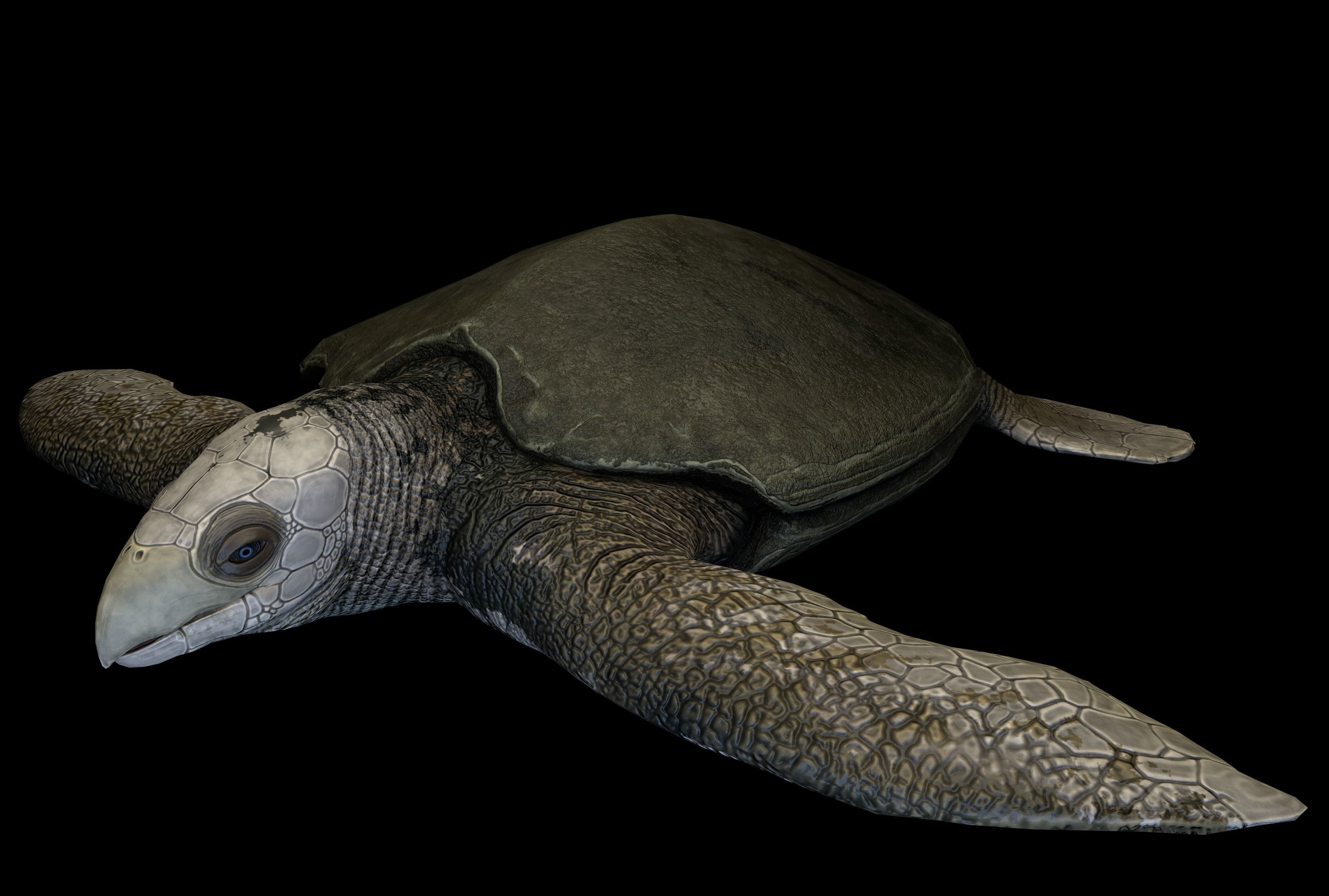 Archelon Asset Pack Low-poly 3D model_11