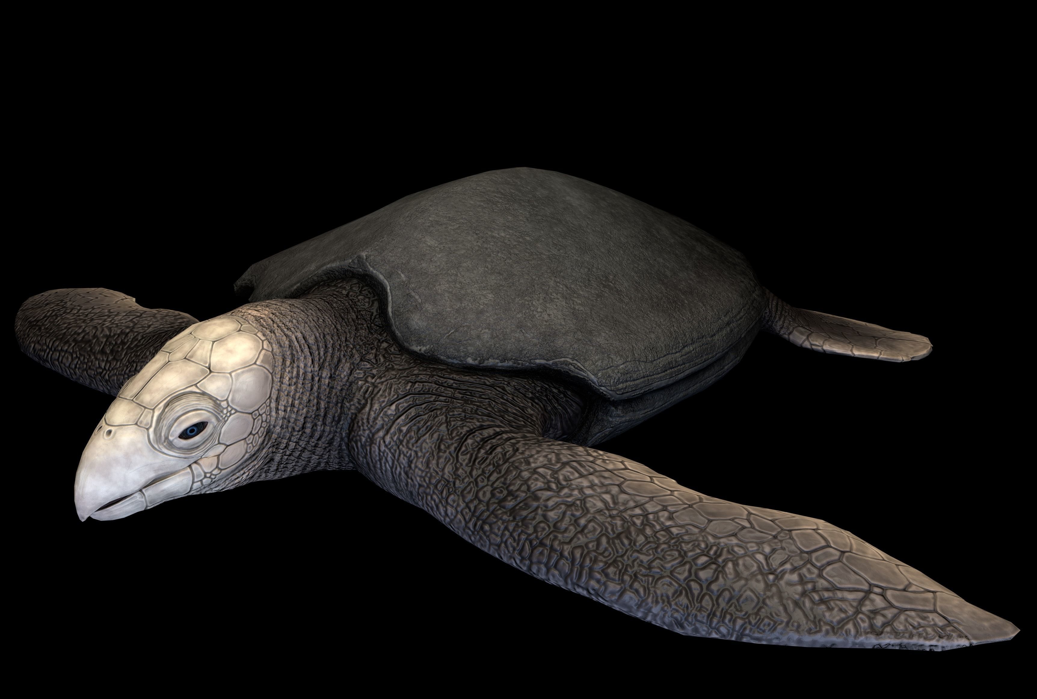 Archelon Asset Pack Low-poly 3D model_2