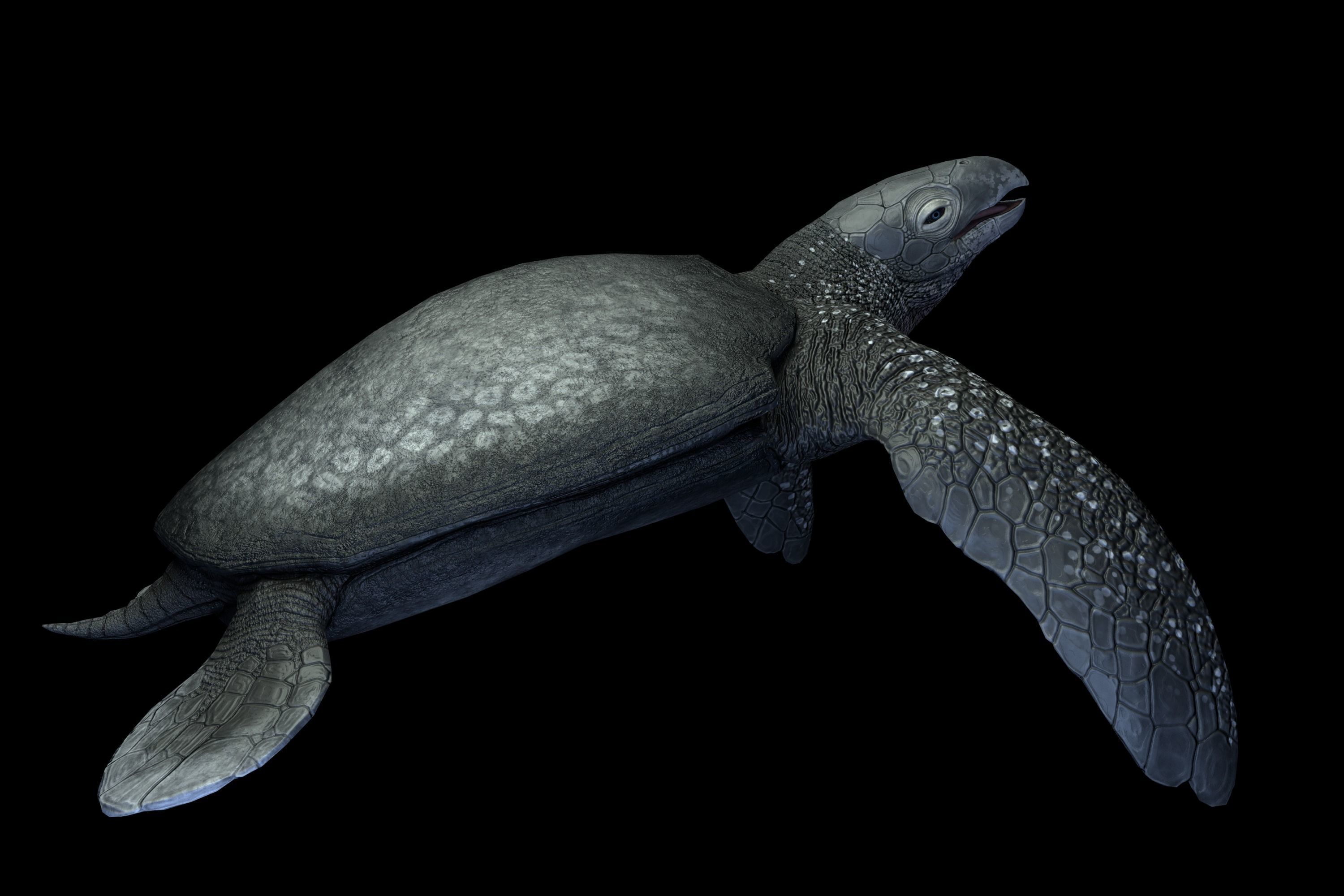 Archelon Asset Pack Low-poly 3D model_6