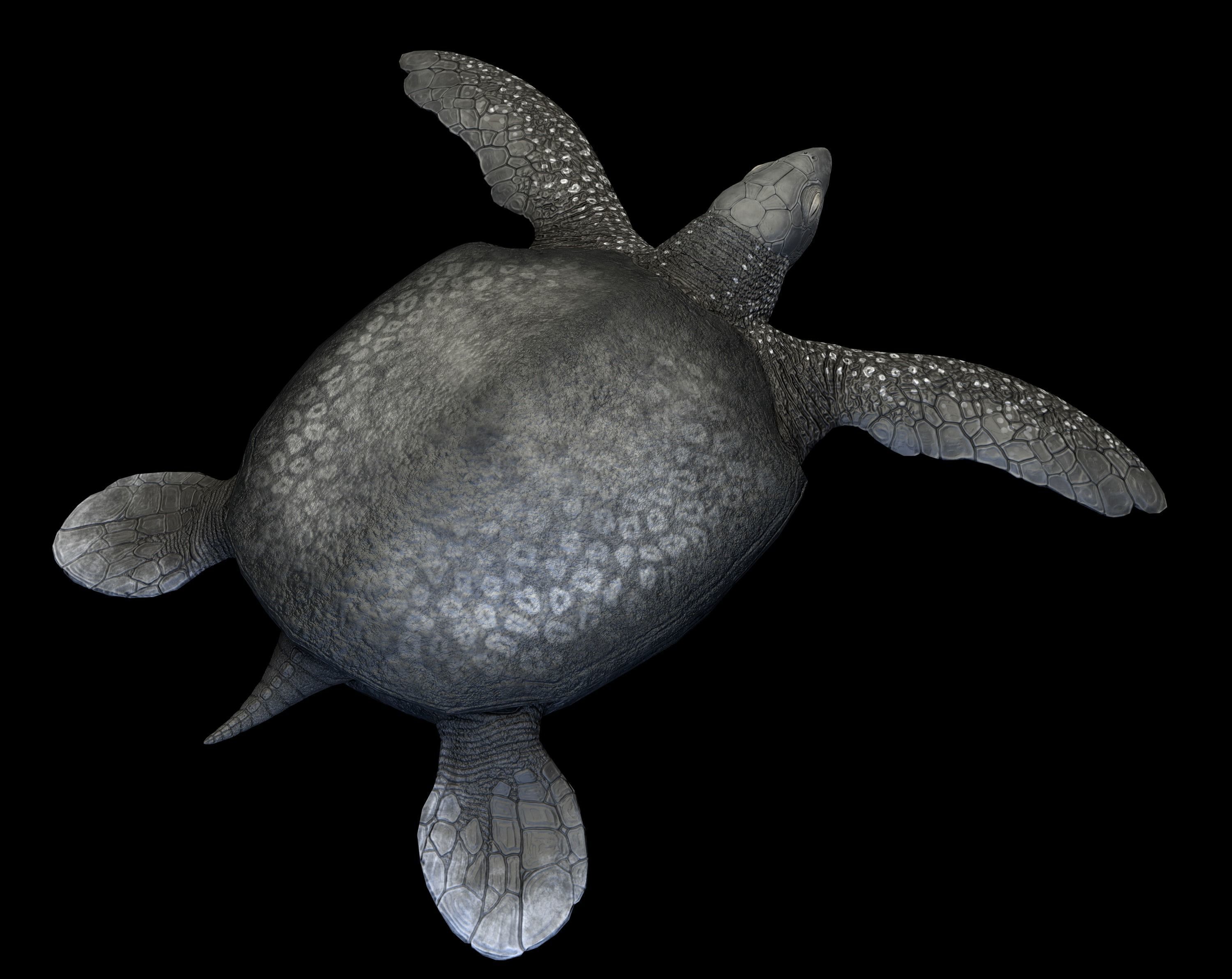 Archelon Asset Pack Low-poly 3D model_7