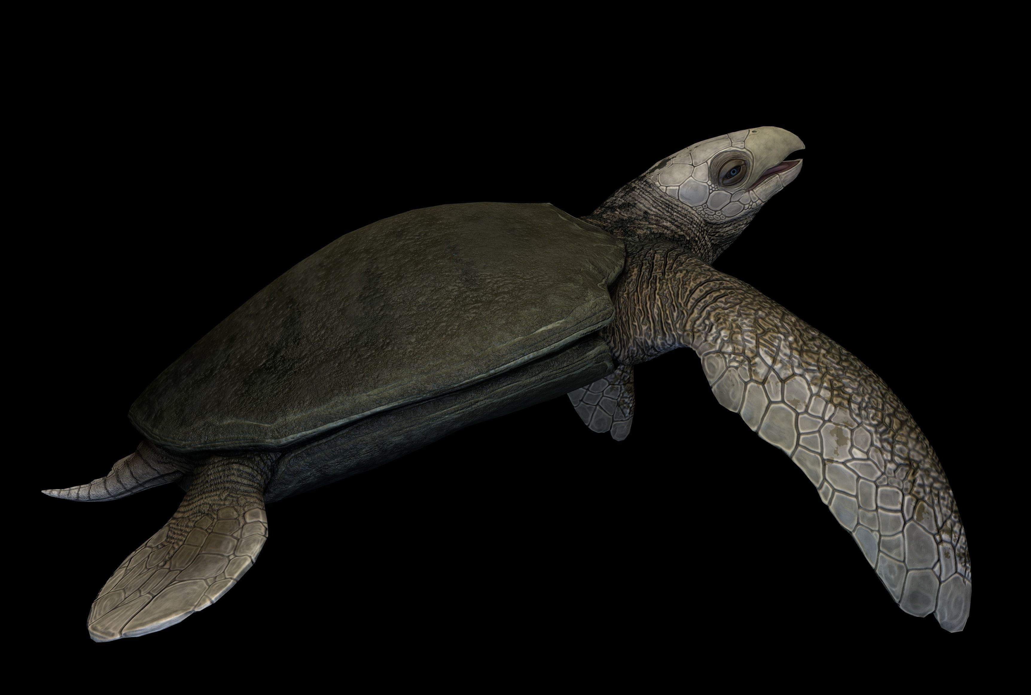 Archelon Asset Pack Low-poly 3D model_9