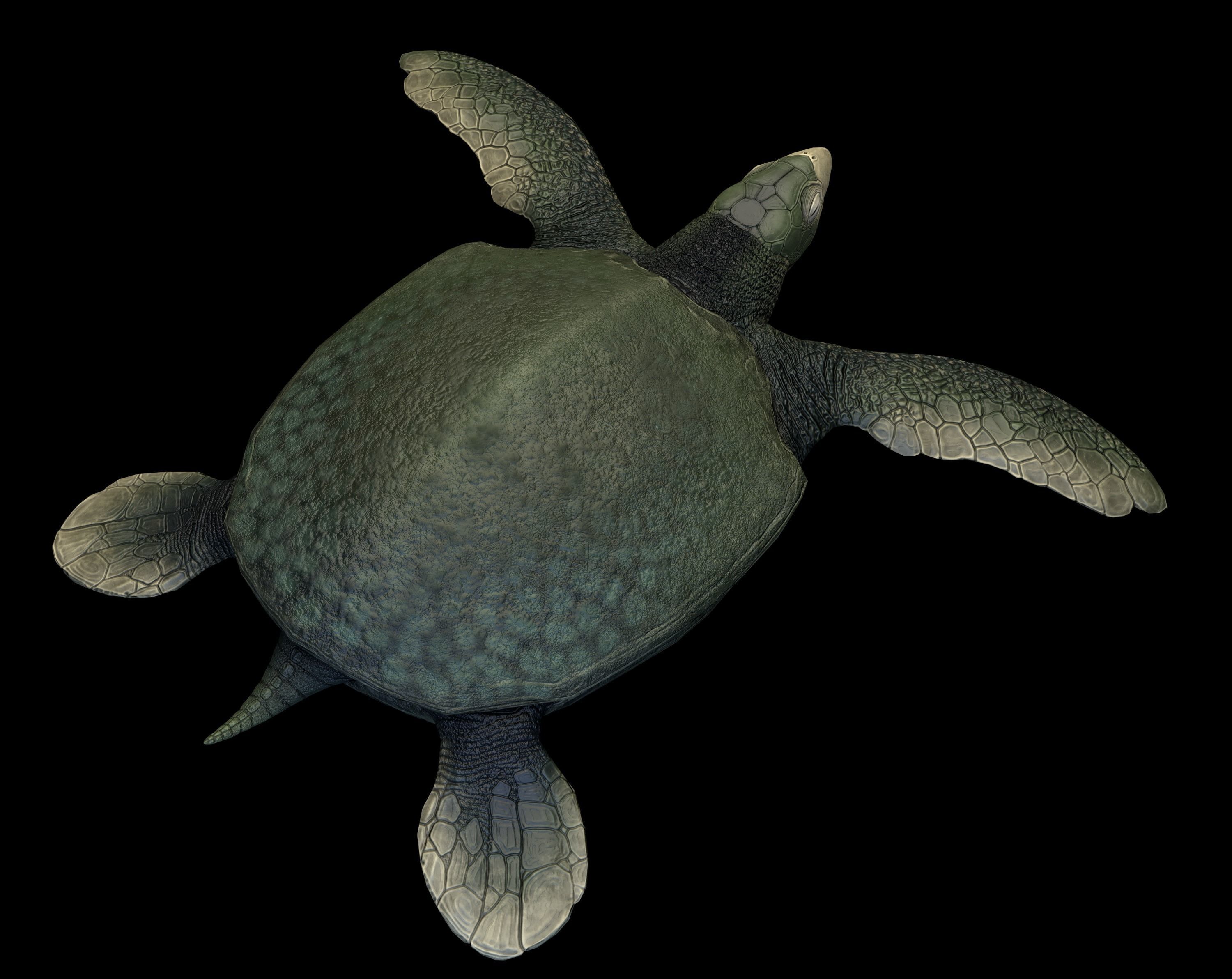 Archelon Asset Pack Low-poly 3D model_4