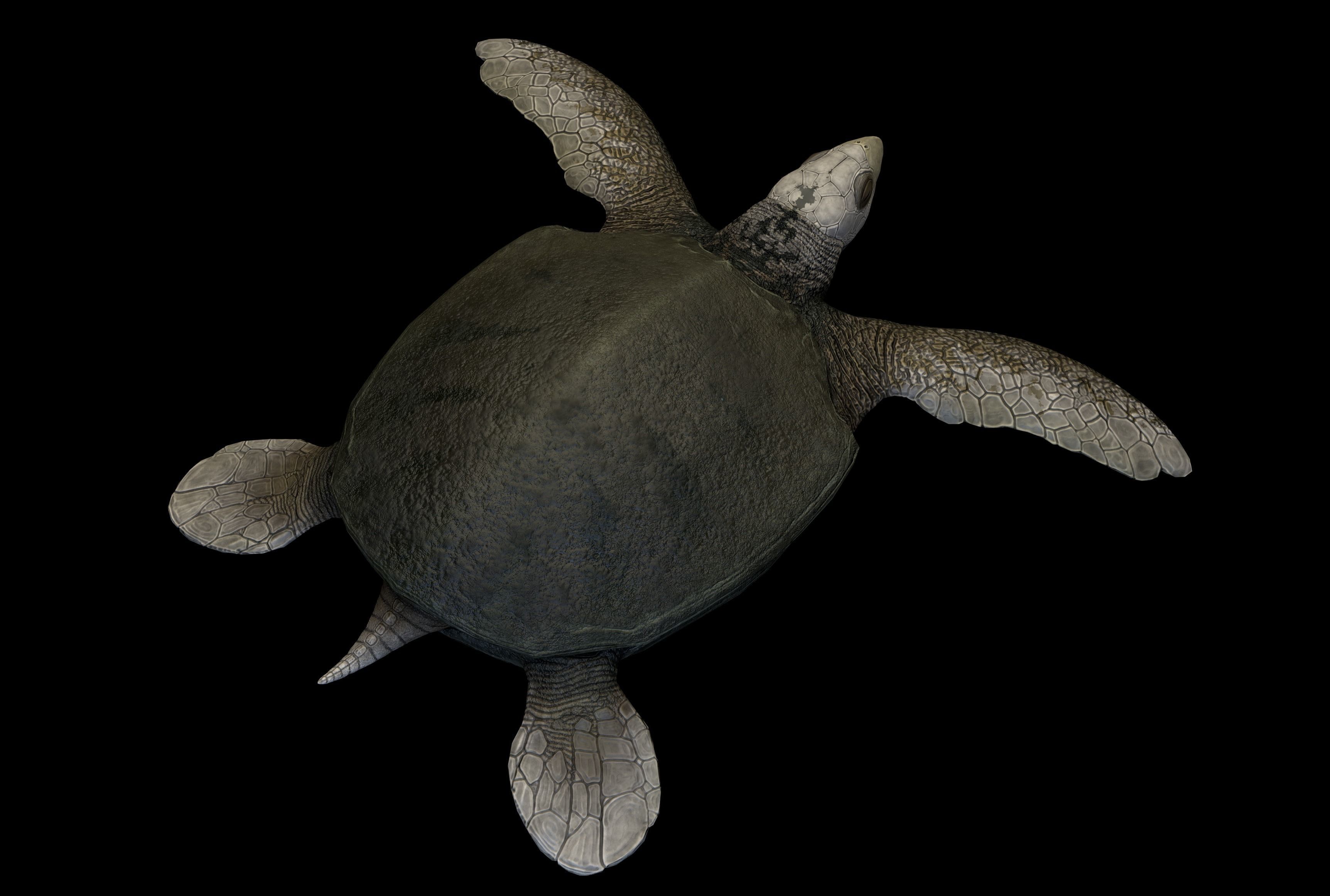 Archelon Asset Pack Low-poly 3D model_10