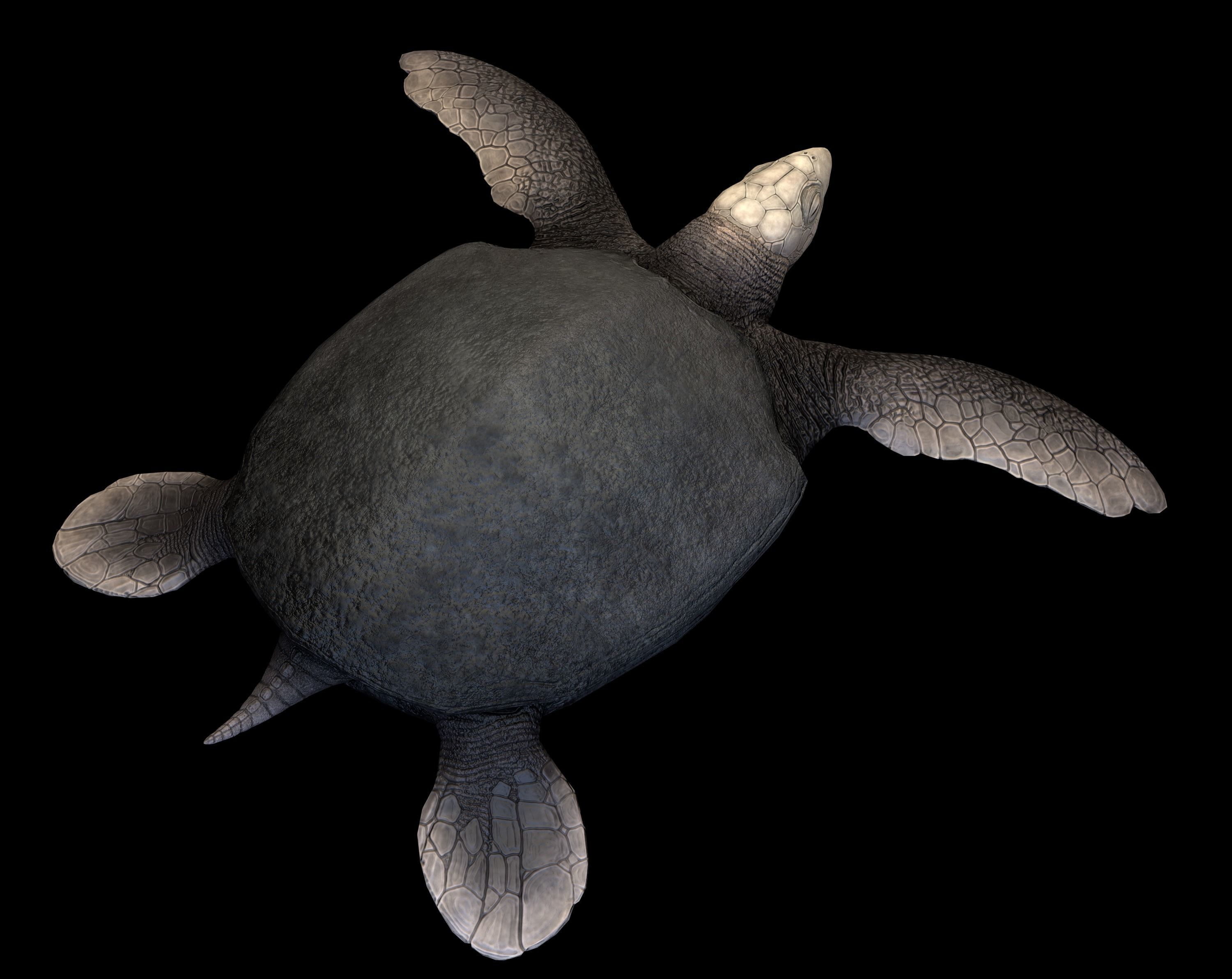 Archelon Asset Pack Low-poly 3D model_1