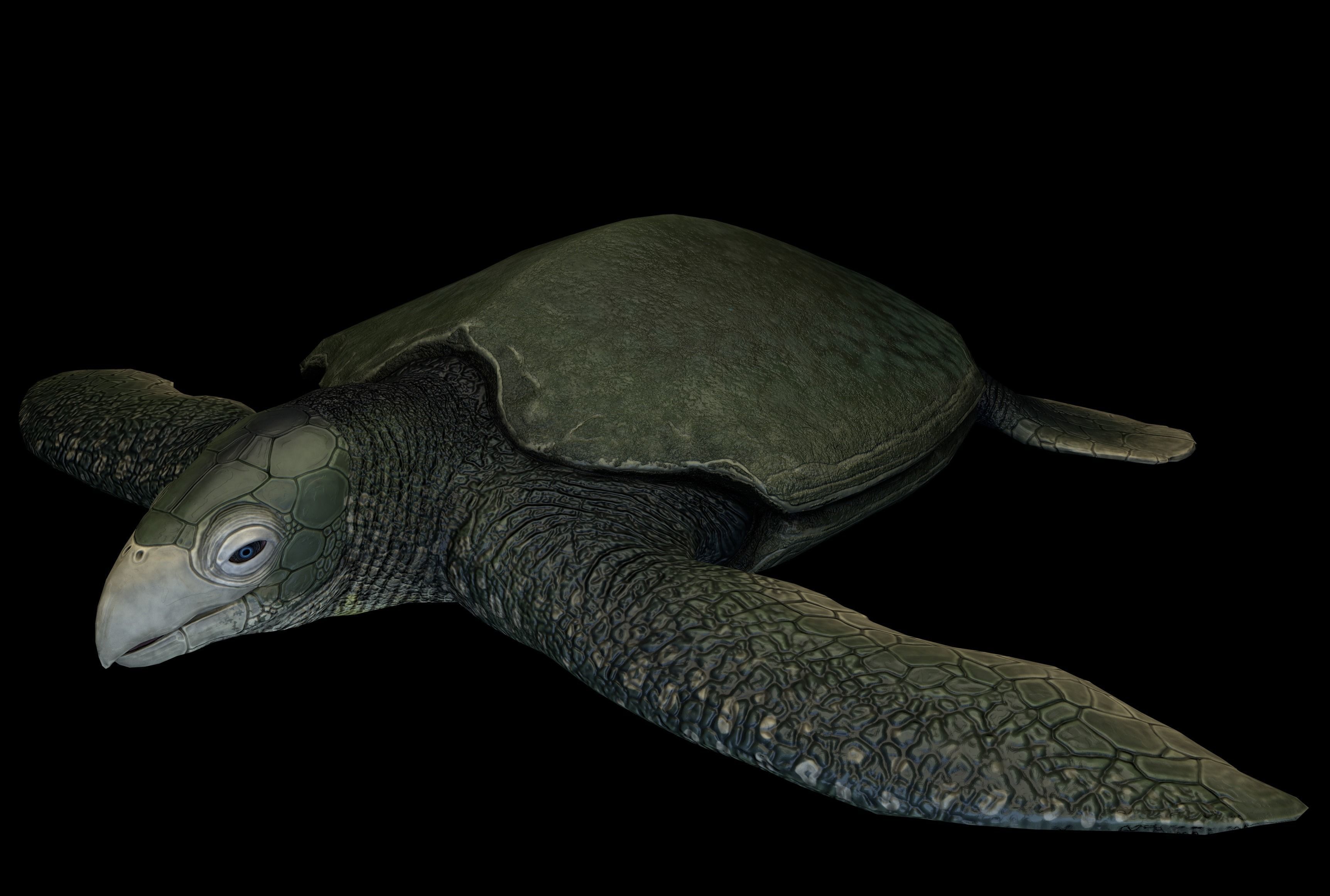 Archelon Asset Pack Low-poly 3D model_5