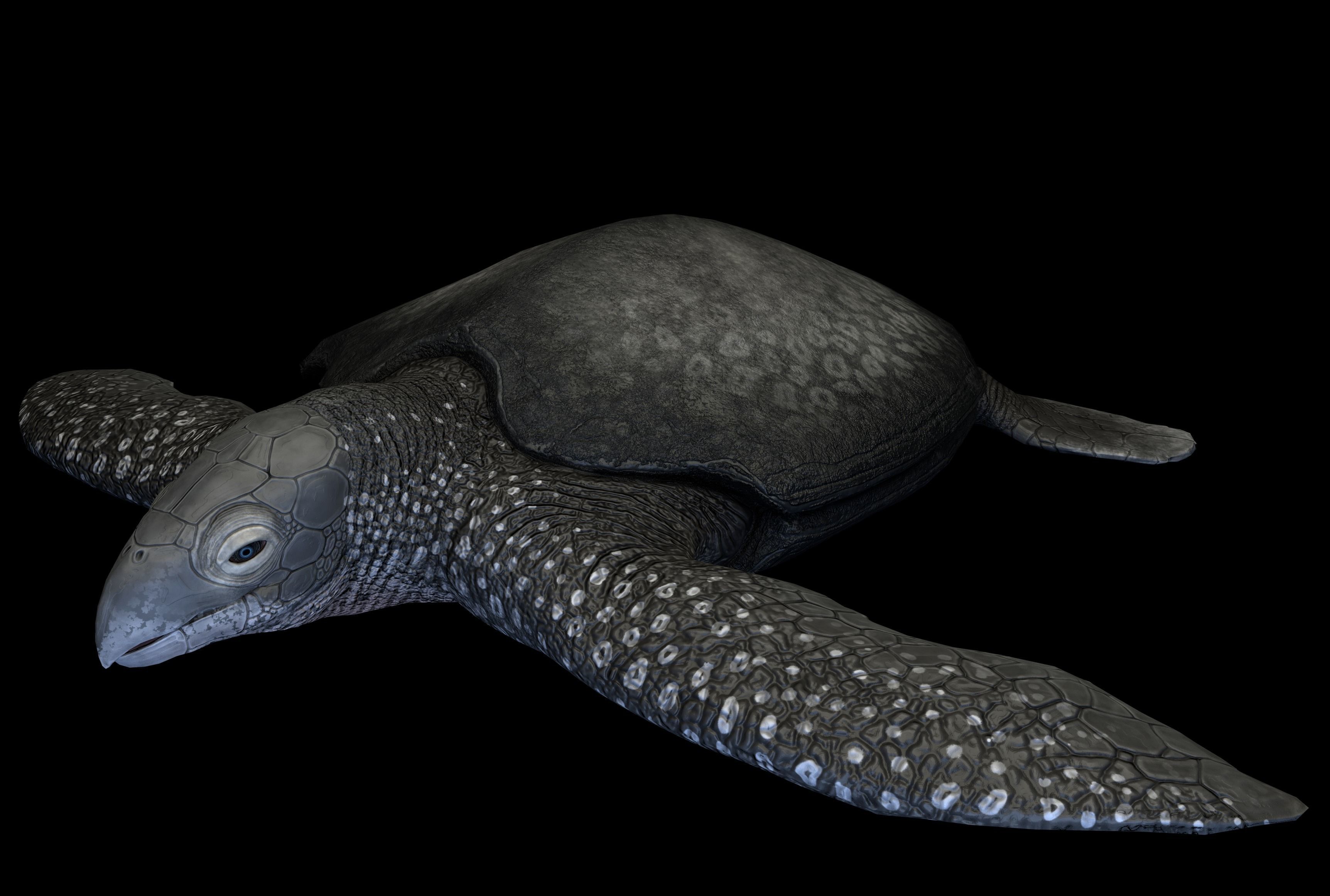 Archelon Asset Pack Low-poly 3D model_8