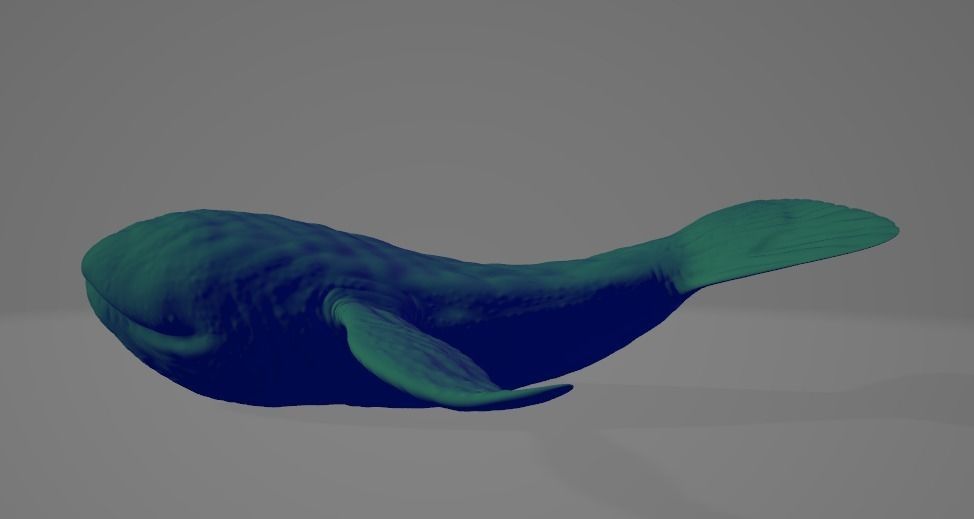 Whale High and Low poly FBX Low-poly 3D model_1