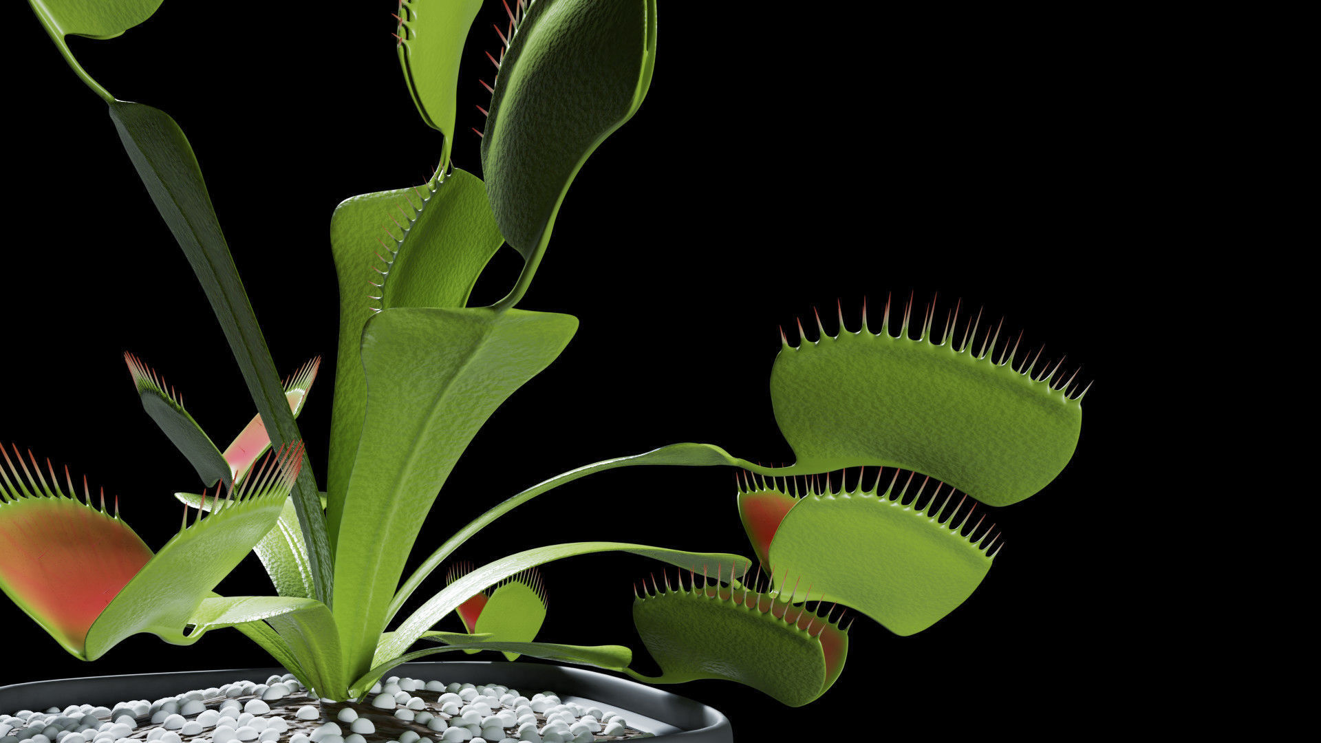 Venus flytrap 3D model_9