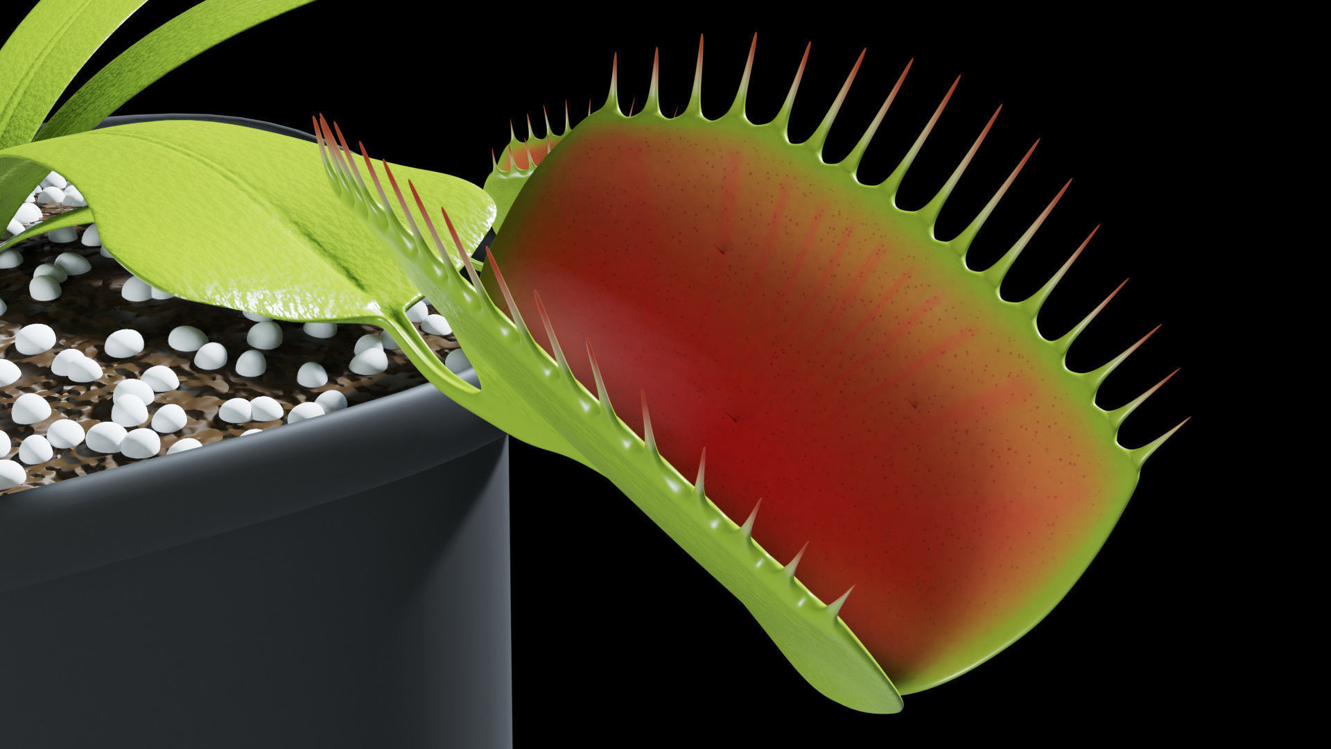 Venus flytrap 3D model_5