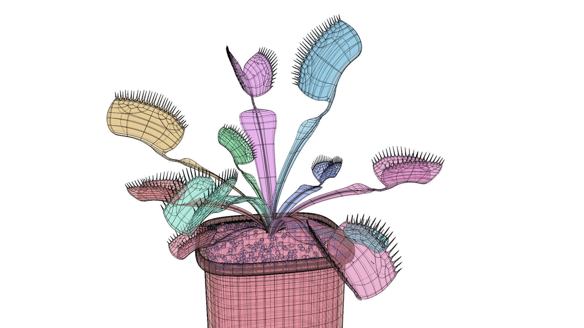 Venus flytrap 3D model_17