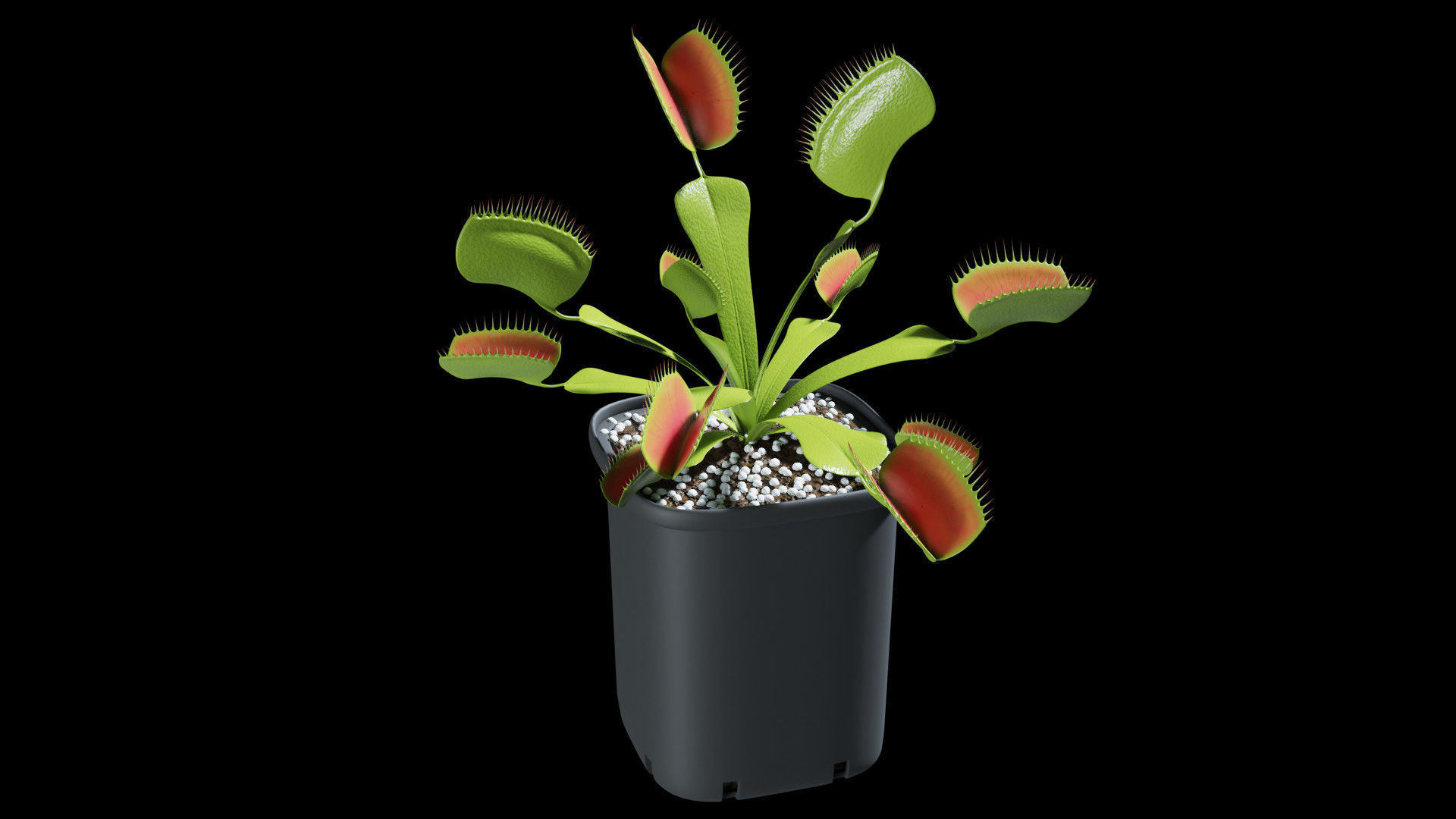 Venus flytrap 3D model_4