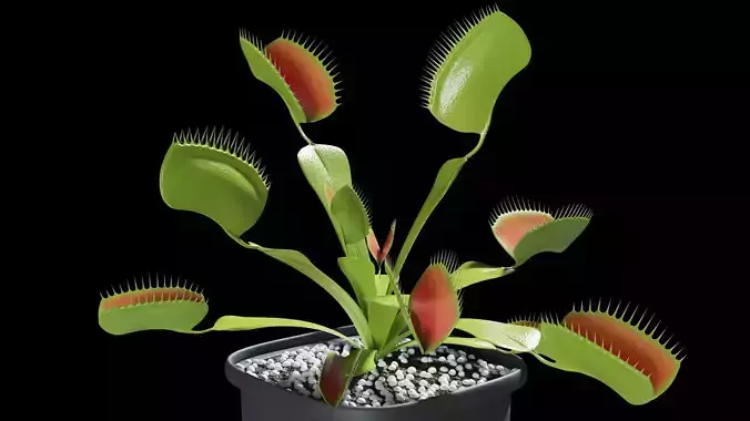 Venus flytrap 3D model