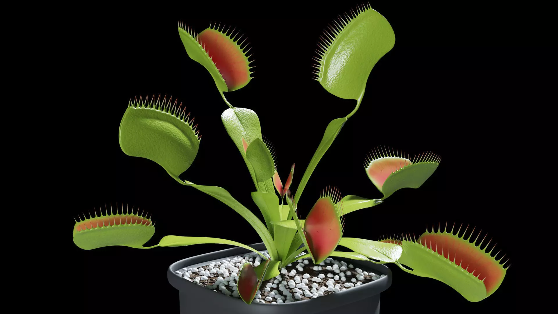 Venus flytrap 3D model_0