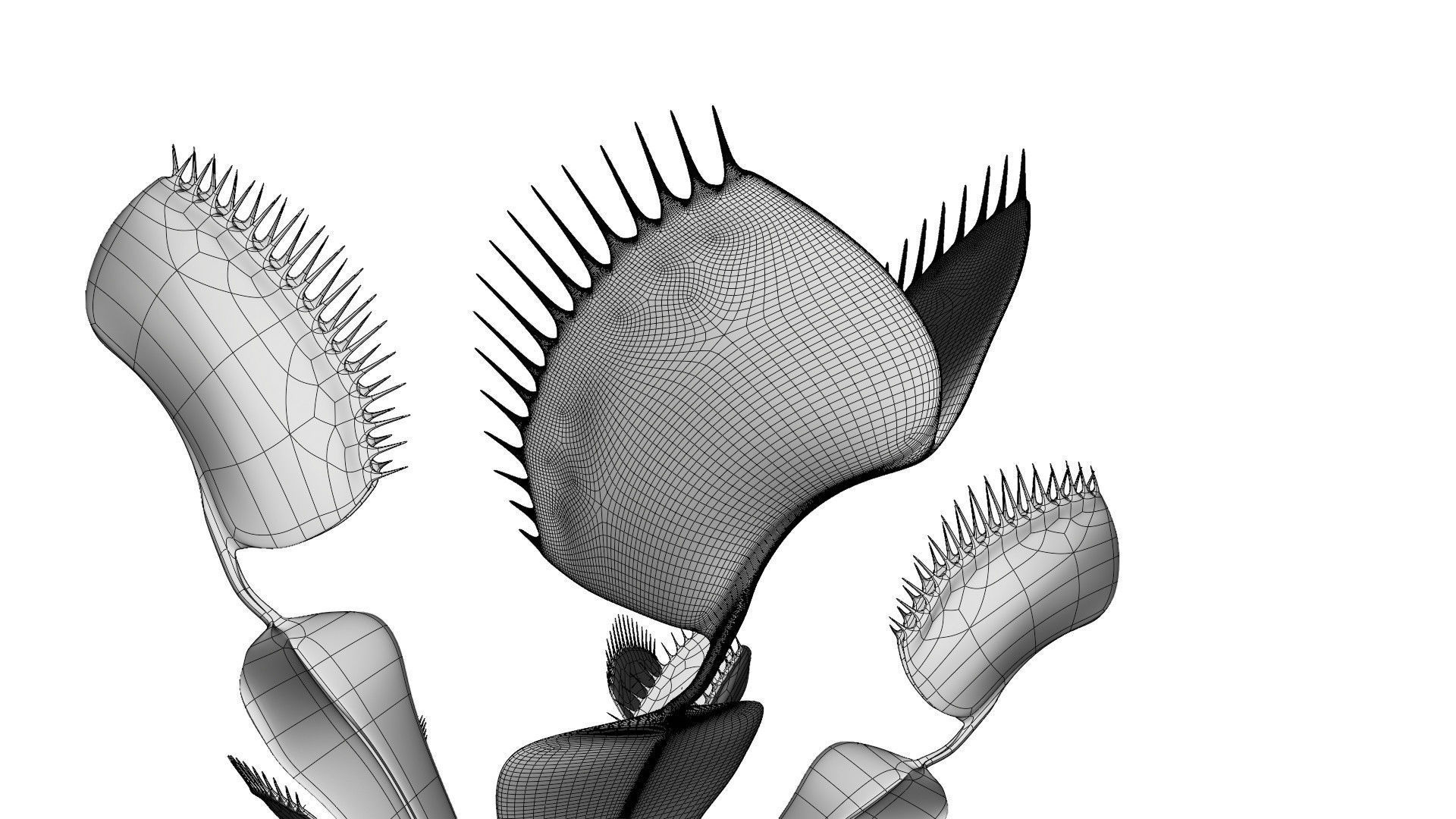 Venus flytrap 3D model_12