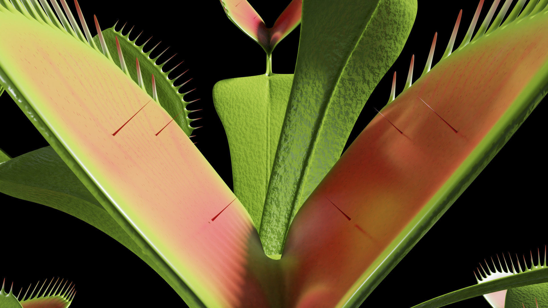 Venus flytrap 3D model_6