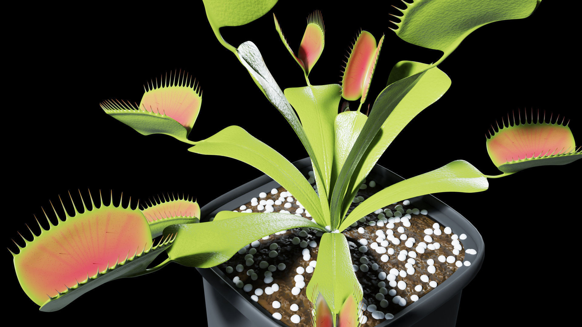 Venus flytrap 3D model_3
