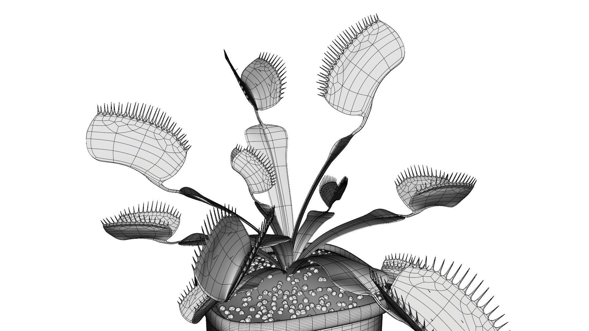 Venus flytrap 3D model_11