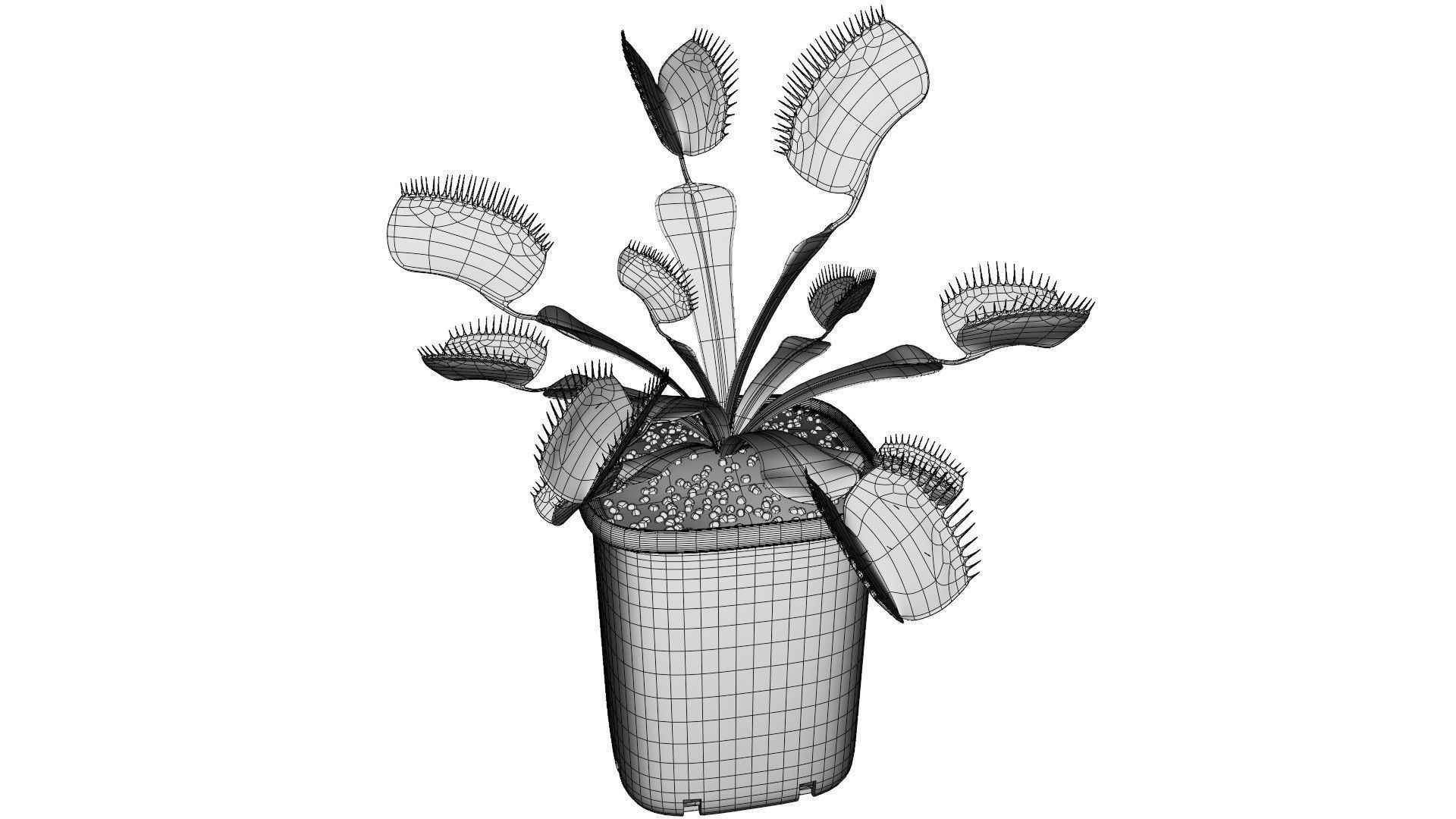 Venus flytrap 3D model_10