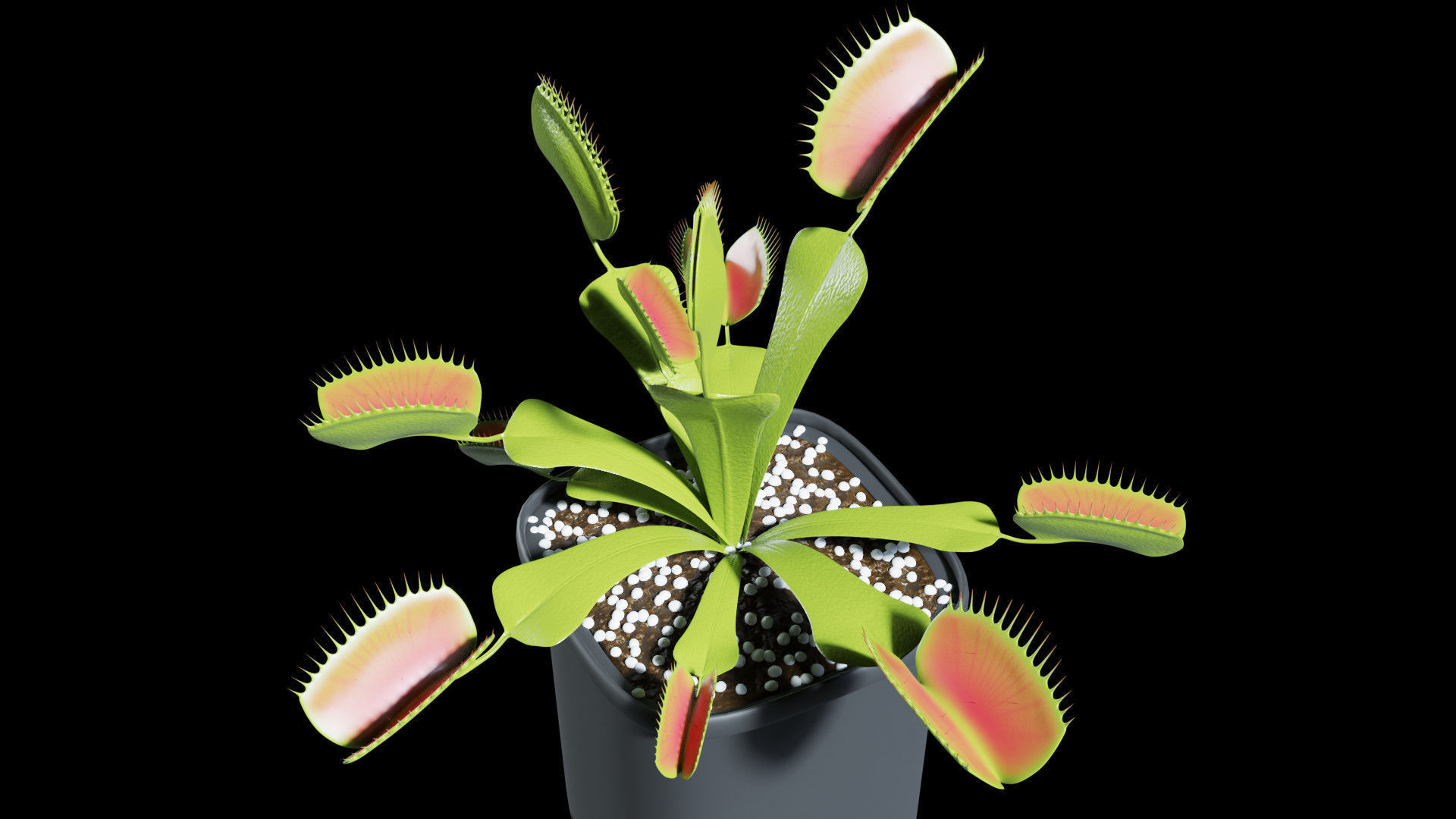 Venus flytrap 3D model_2
