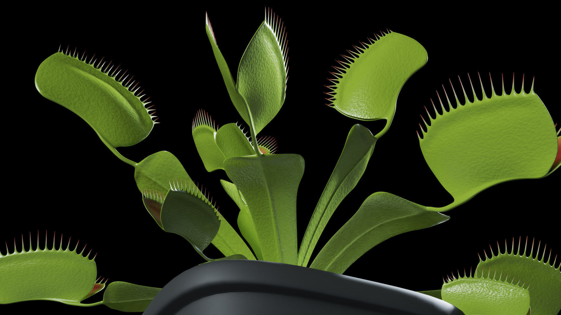 Venus flytrap 3D model_8