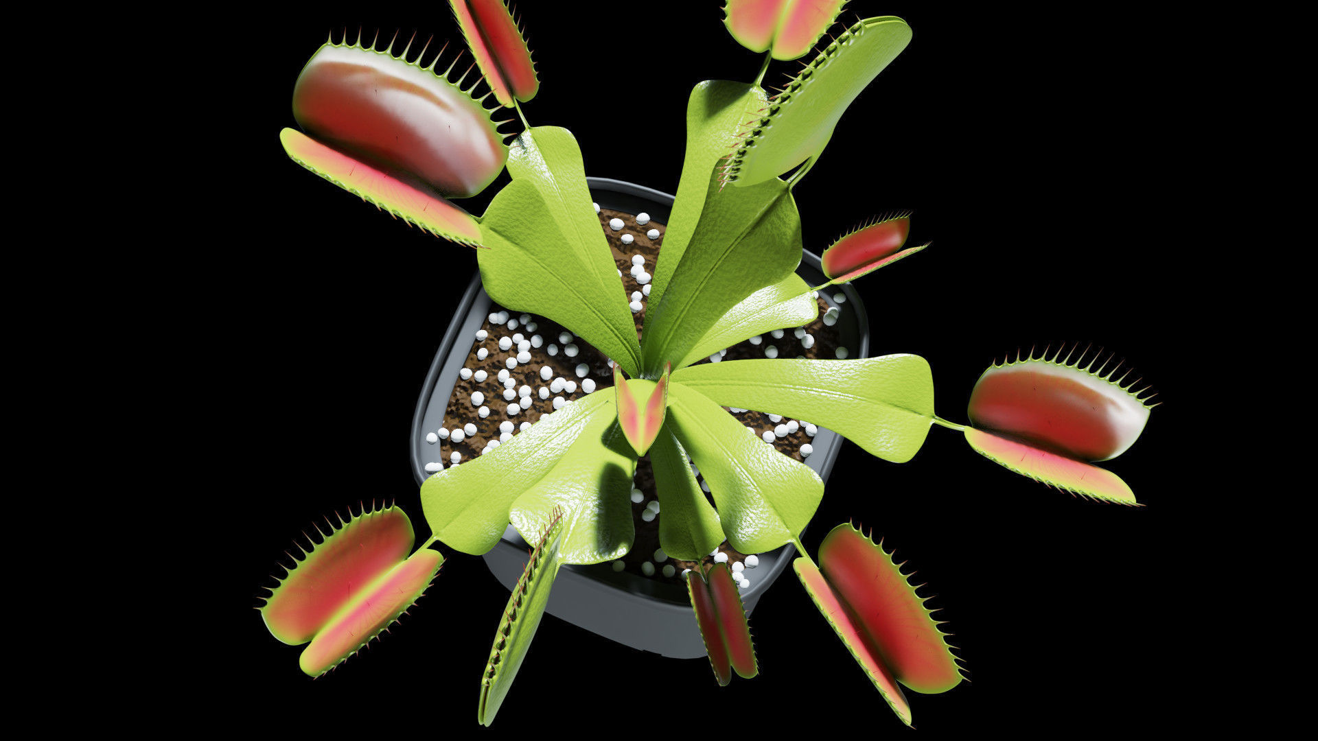 Venus flytrap 3D model_7