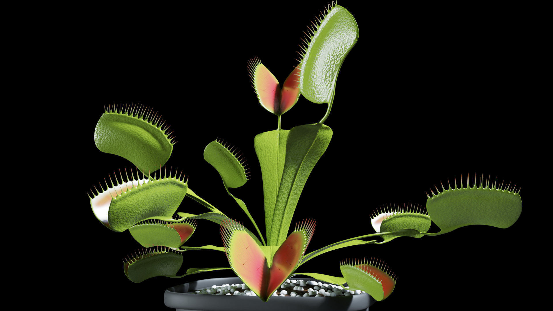 Venus flytrap 3D model_1