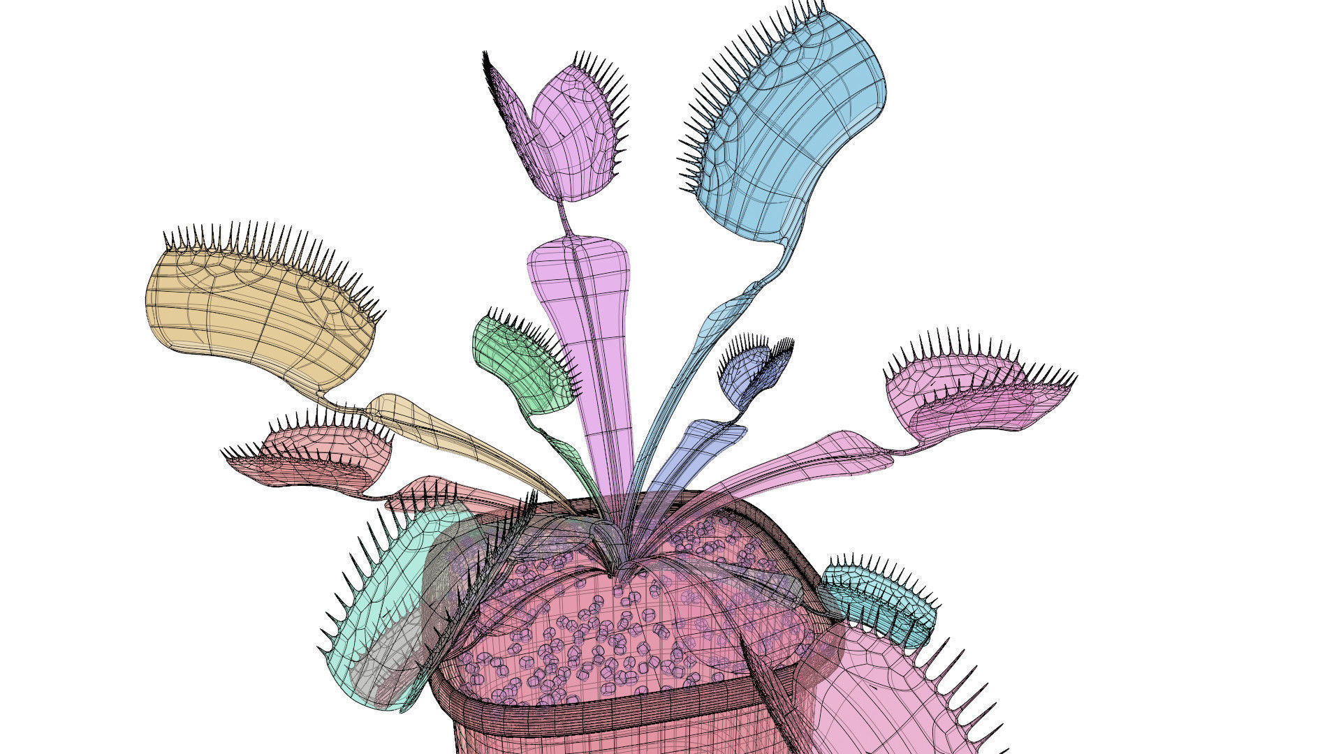 Venus flytrap 3D model_16