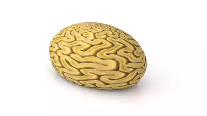 Braincoral brain Free low-poly 3D model