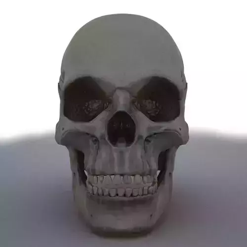 Skull human