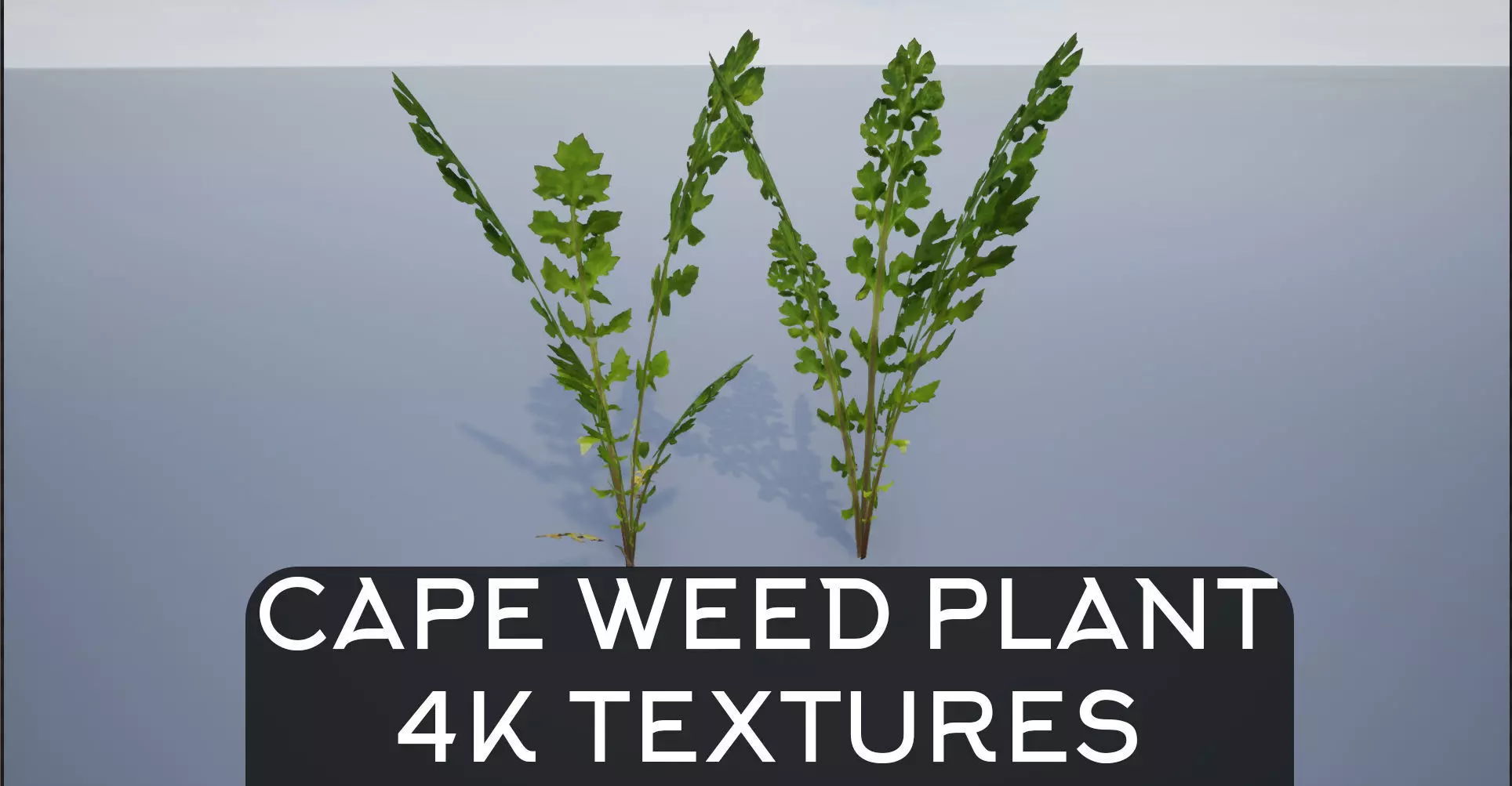 4K Cape Weed Plant Lowpoly Low-poly 3D model
