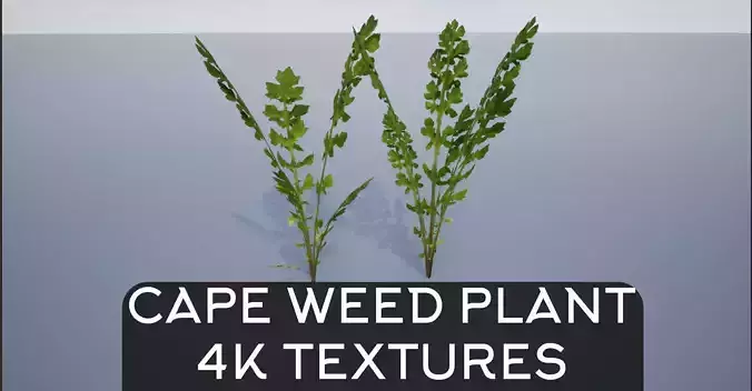 4K Cape Weed Plant Lowpoly Low-poly 3D model