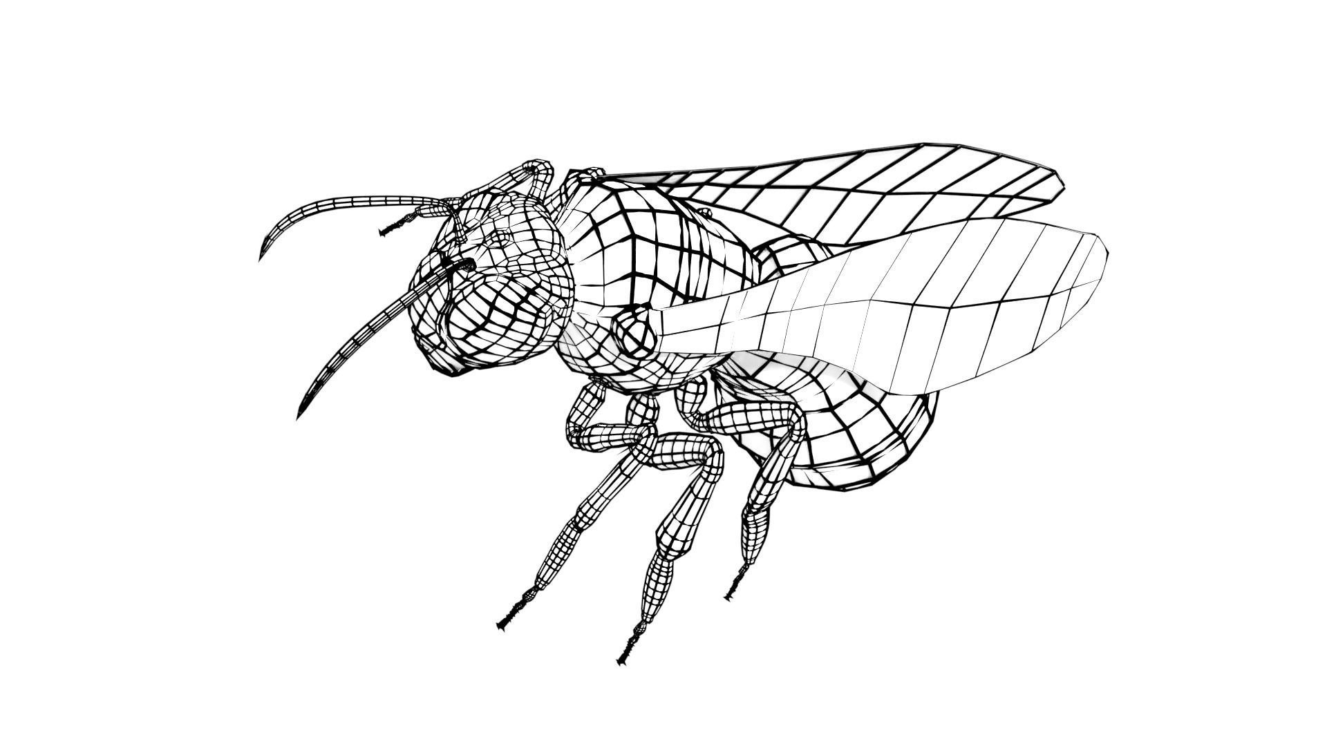 Honeybee Low poly and fully rigged Low-poly 3D model_5