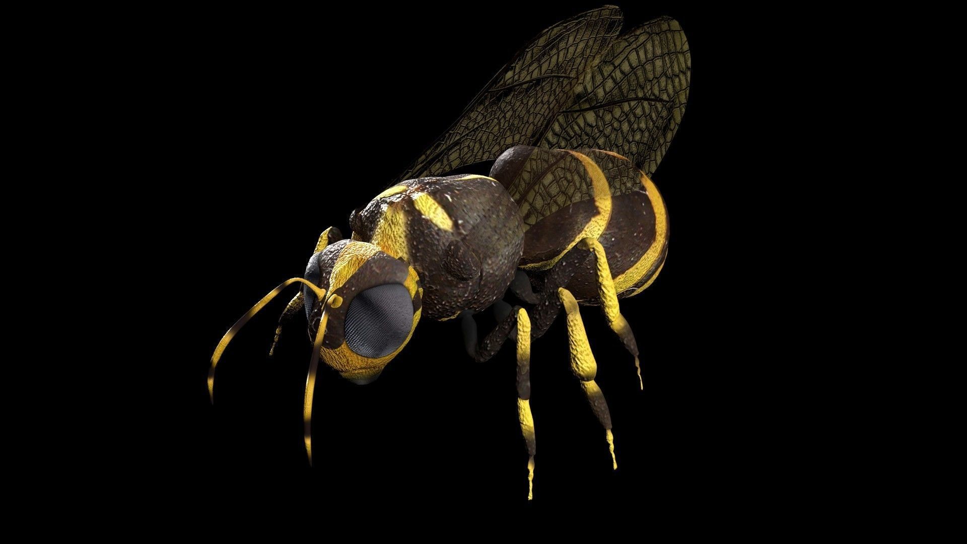 Honeybee Low poly and fully rigged Low-poly 3D model_1