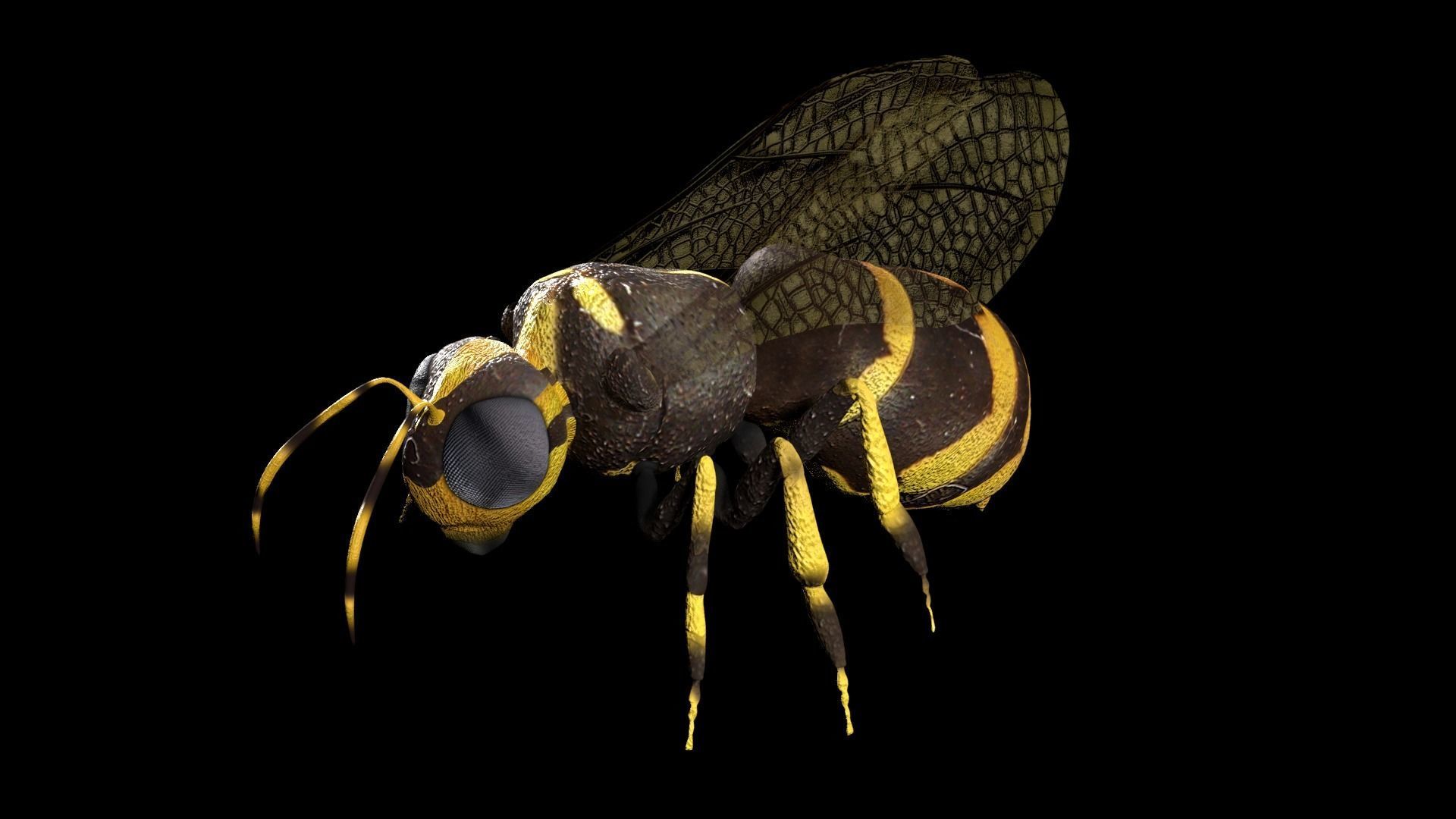 Honeybee Low poly and fully rigged Low-poly 3D model_2