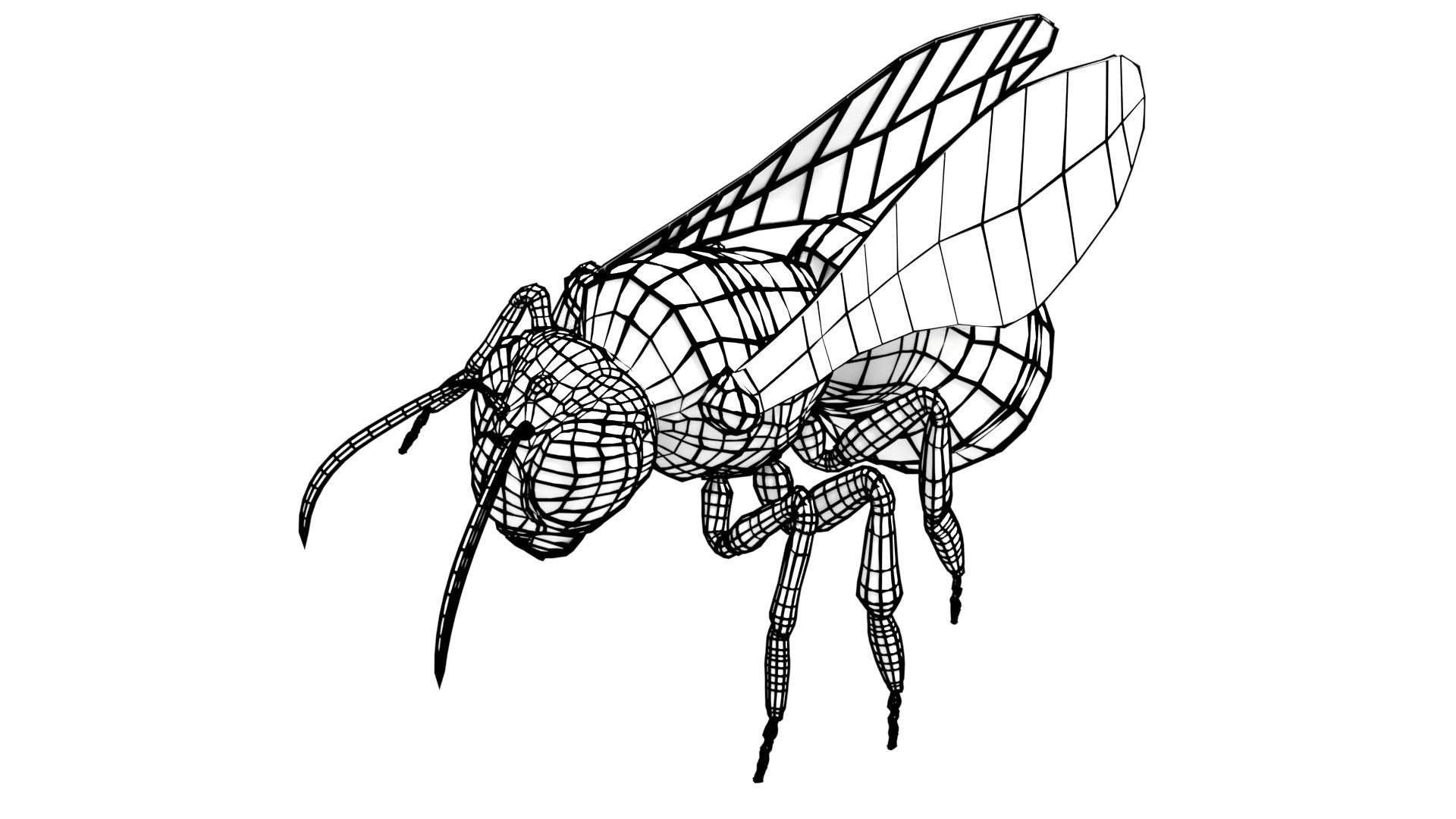 Honeybee Low poly and fully rigged Low-poly 3D model_6