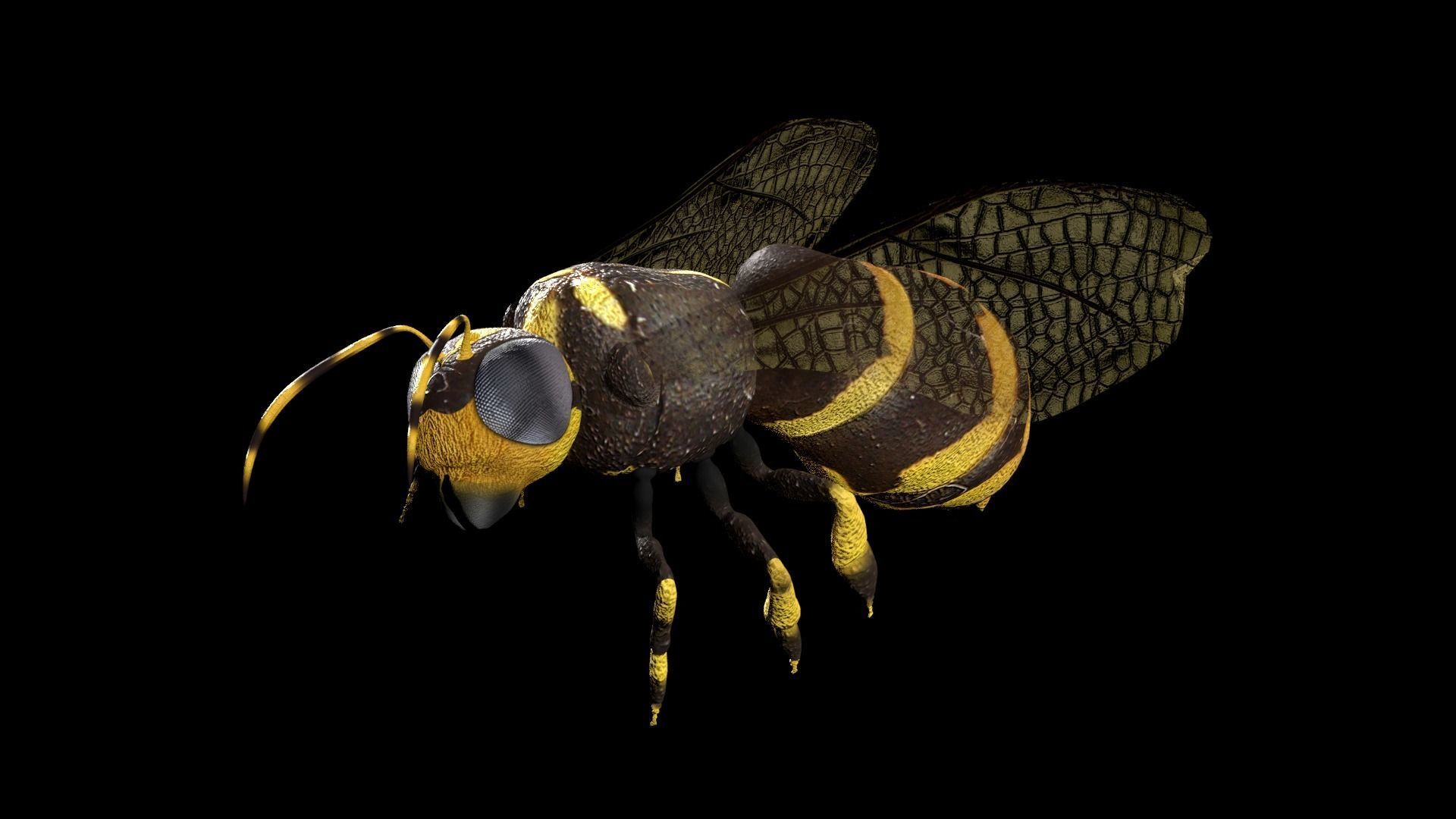 Honeybee Low poly and fully rigged Low-poly 3D model_3