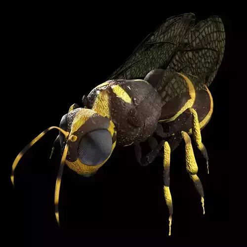 Honeybee Low poly and fully rigged Low-poly 3D model
