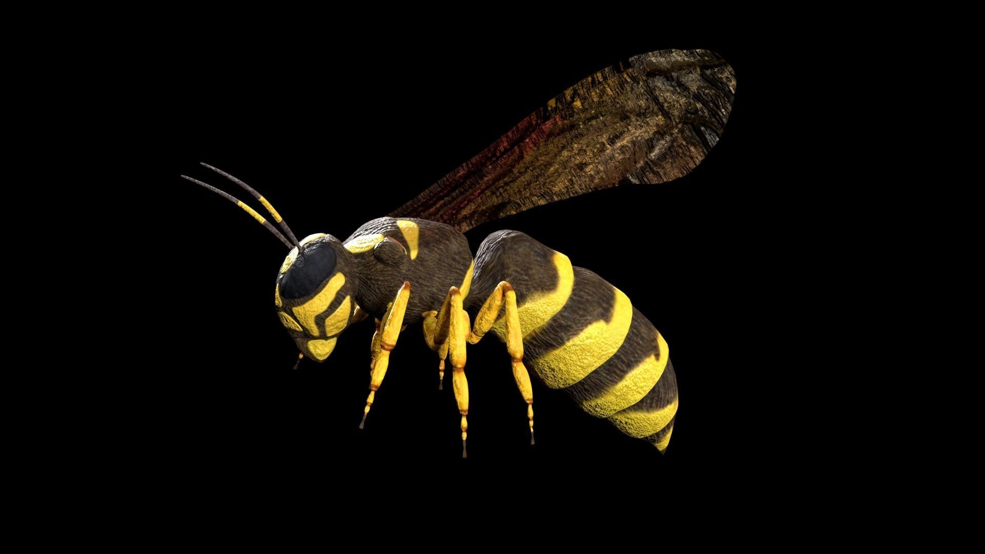 wasp low poly and fully rigged Low-poly 3D model_2