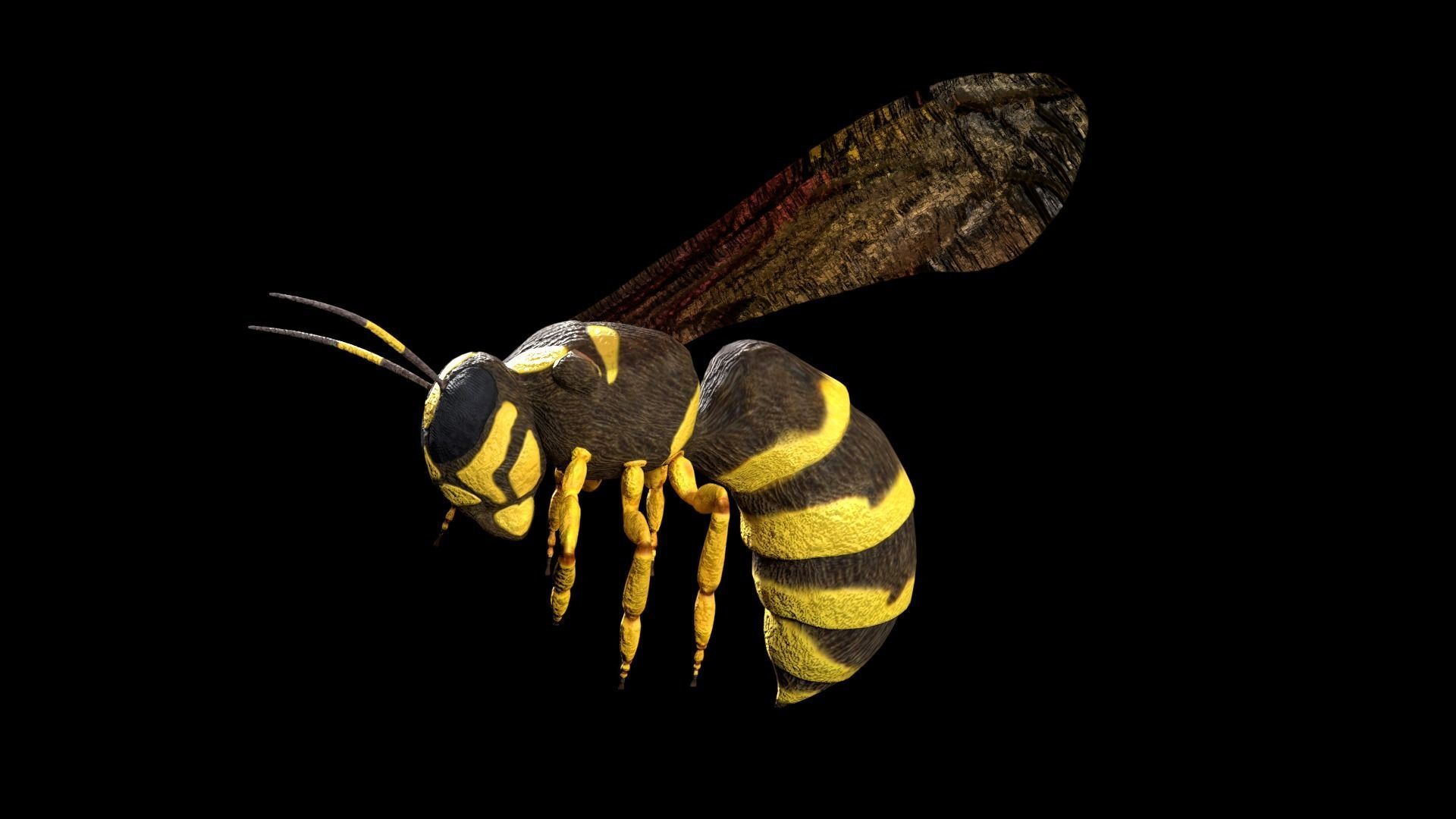 wasp low poly and fully rigged Low-poly 3D model_3