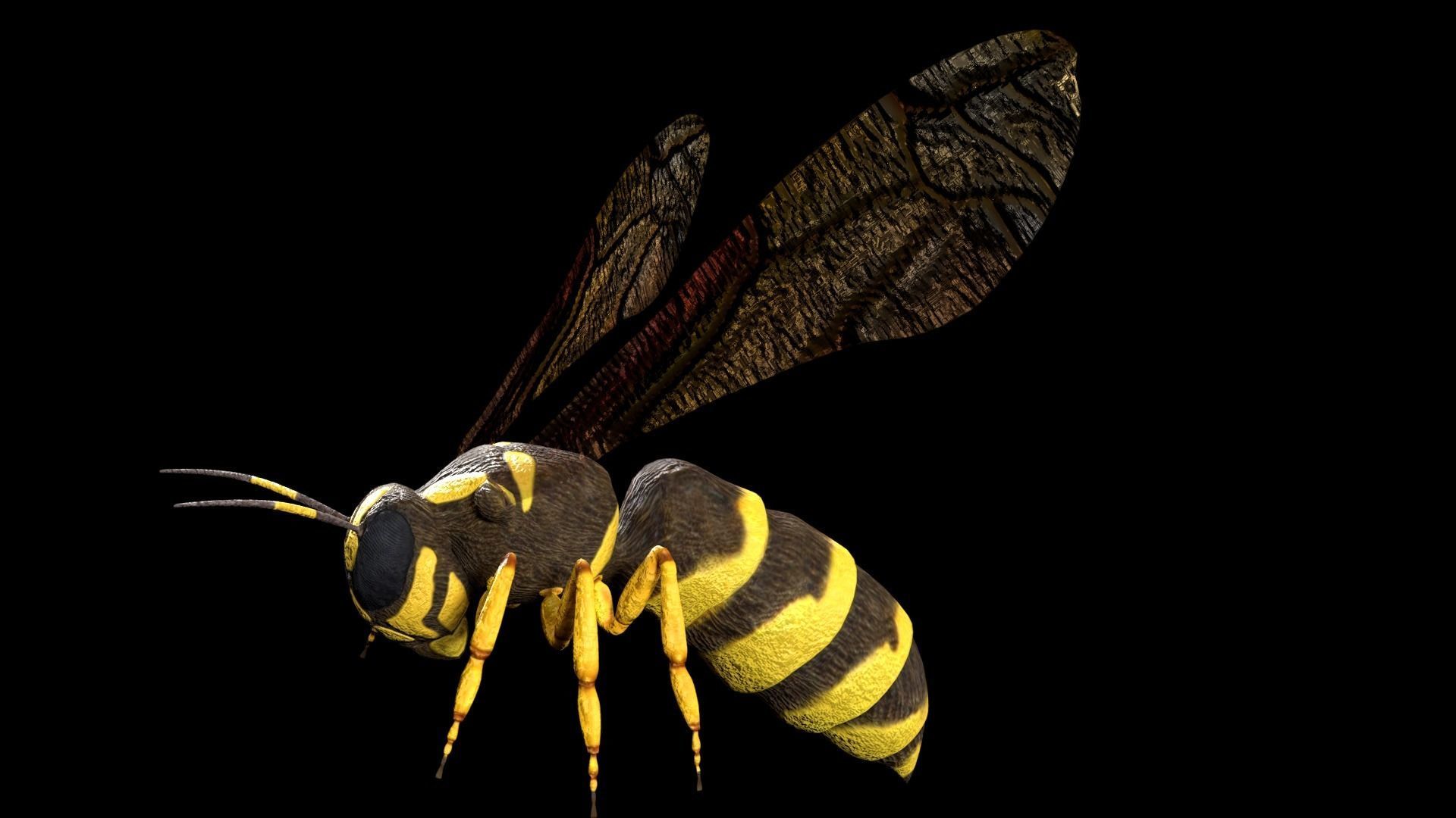 wasp low poly and fully rigged Low-poly 3D model_1