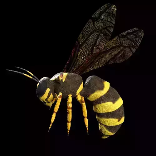 wasp low poly and fully rigged Low-poly 3D model