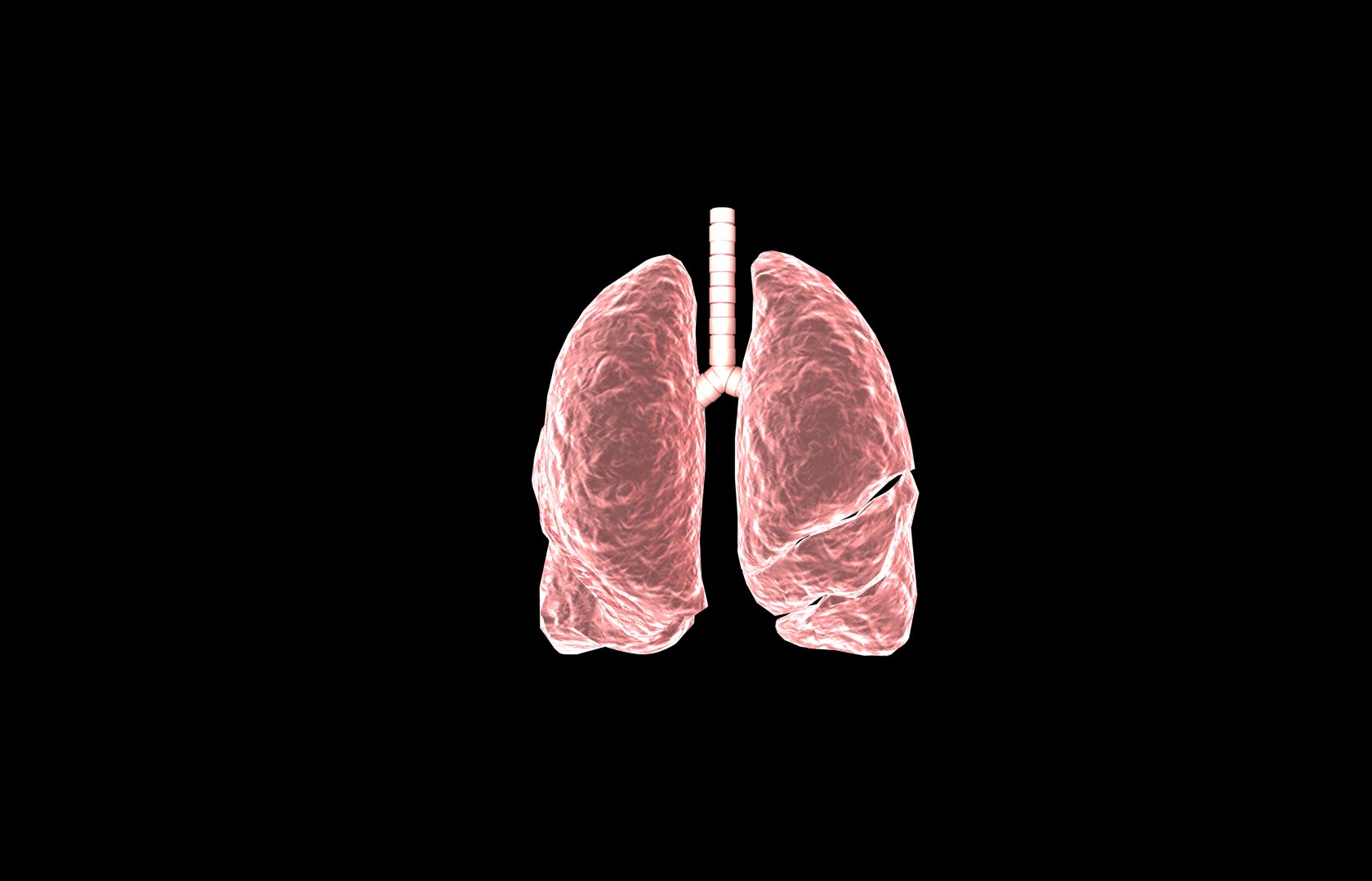 Lung 3d Model with lobes Medically accurate 3D model_2