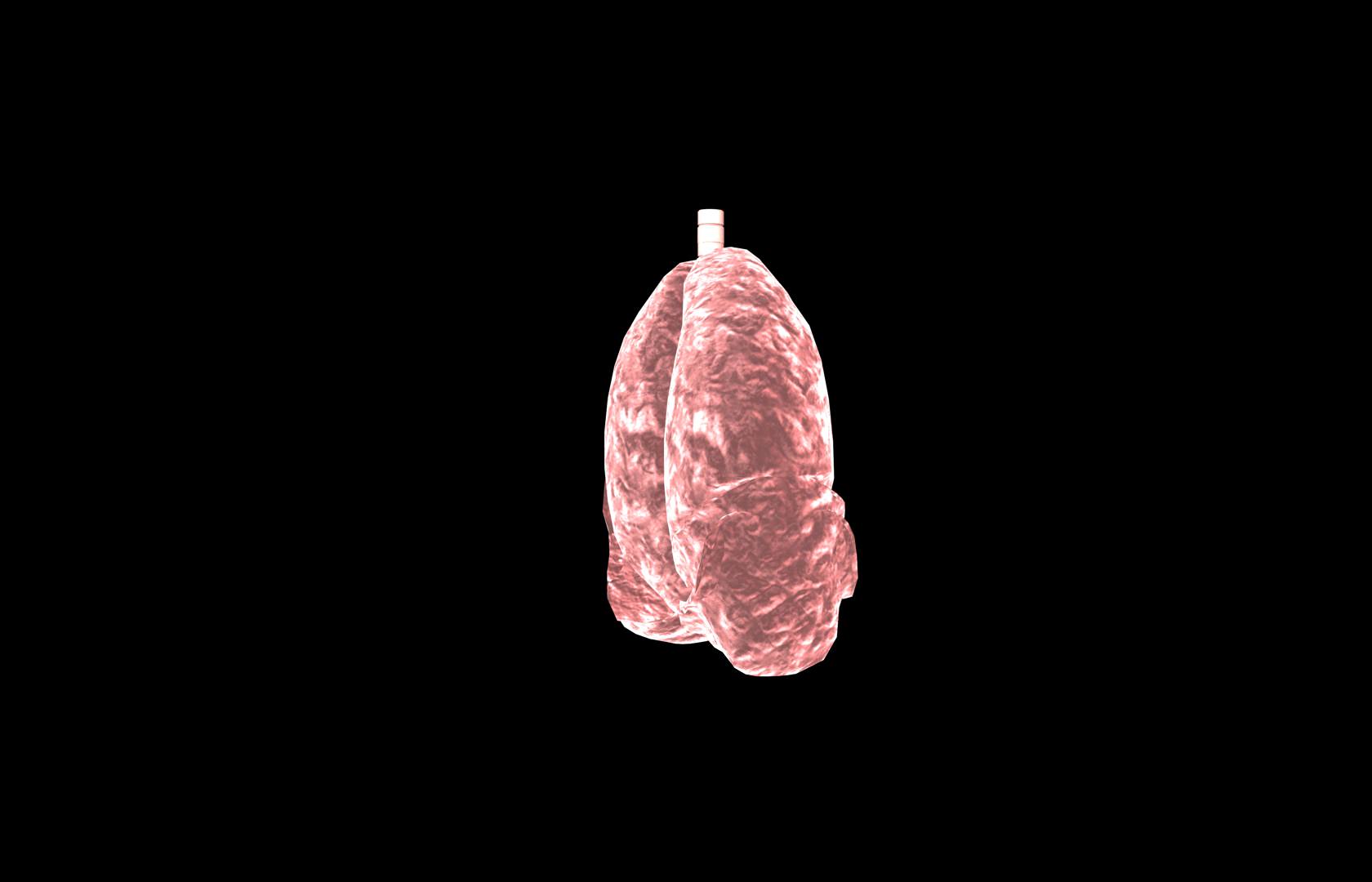 Lung 3d Model with lobes Medically accurate 3D model_30