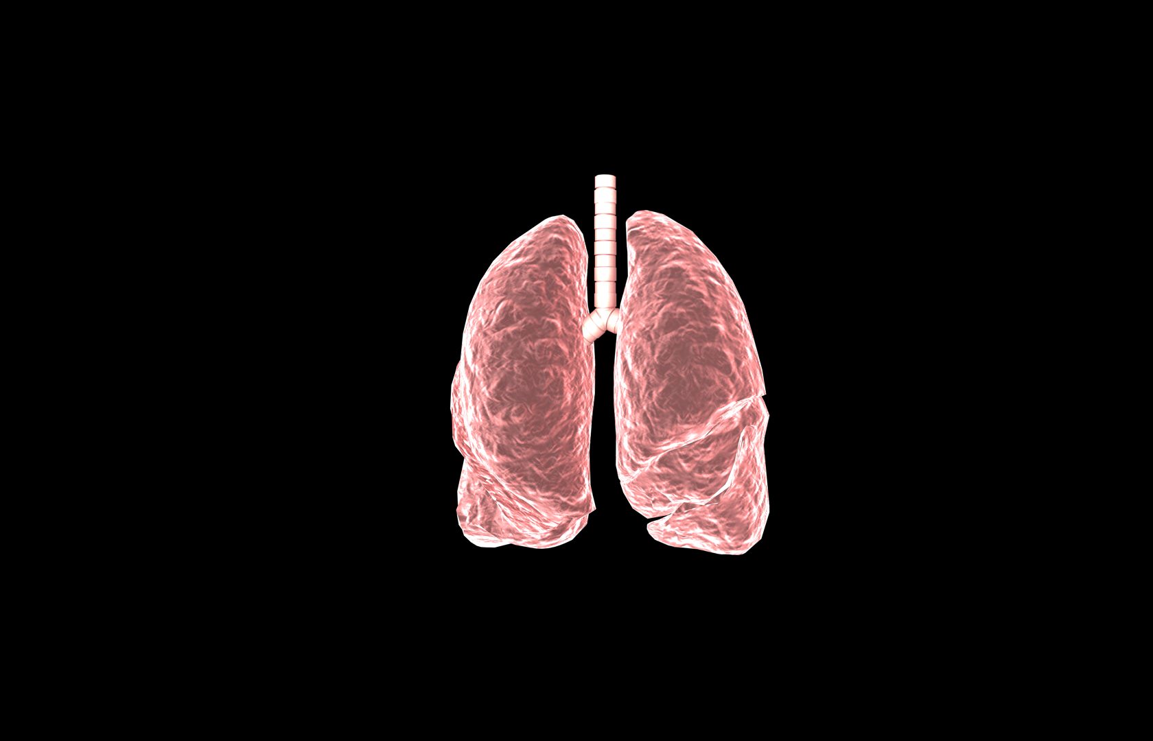 Lung 3d Model with lobes Medically accurate 3D model_37